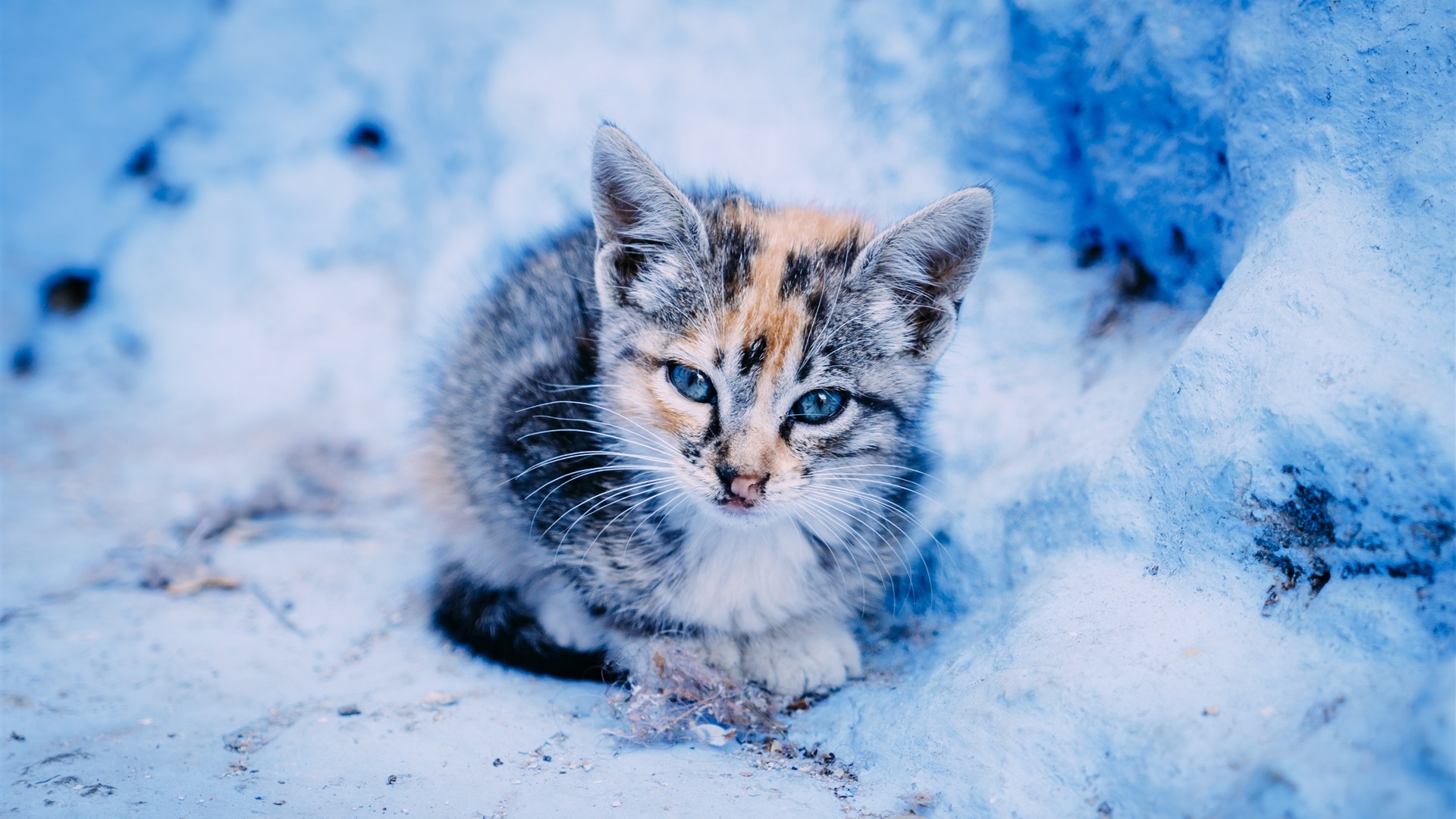 Cute Winter Cat Wallpapers Wallpaper Cave