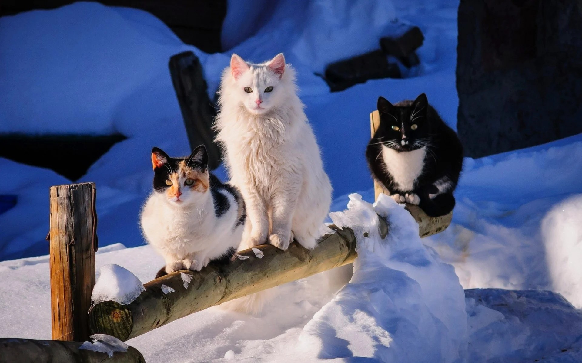 Cute Winter Cat Wallpapers Wallpaper Cave
