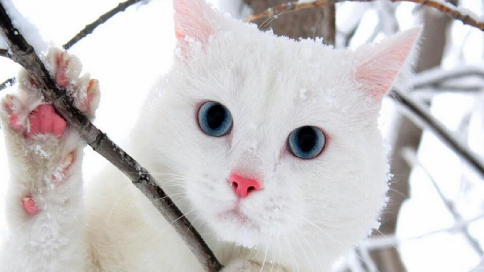 Cute Winter Cat Wallpapers Wallpaper Cave