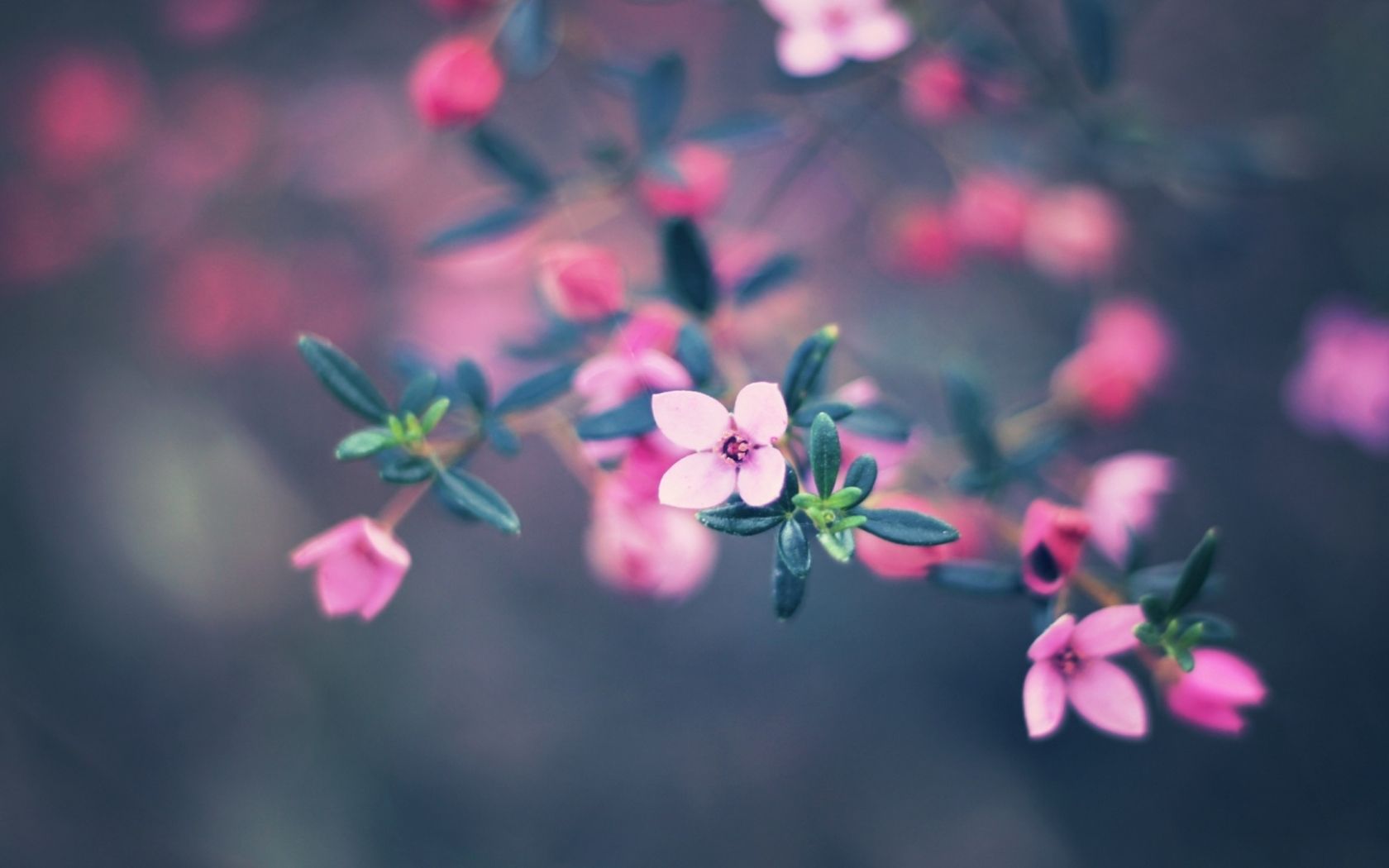 Small Flower Wallpapers Wallpaper Cave