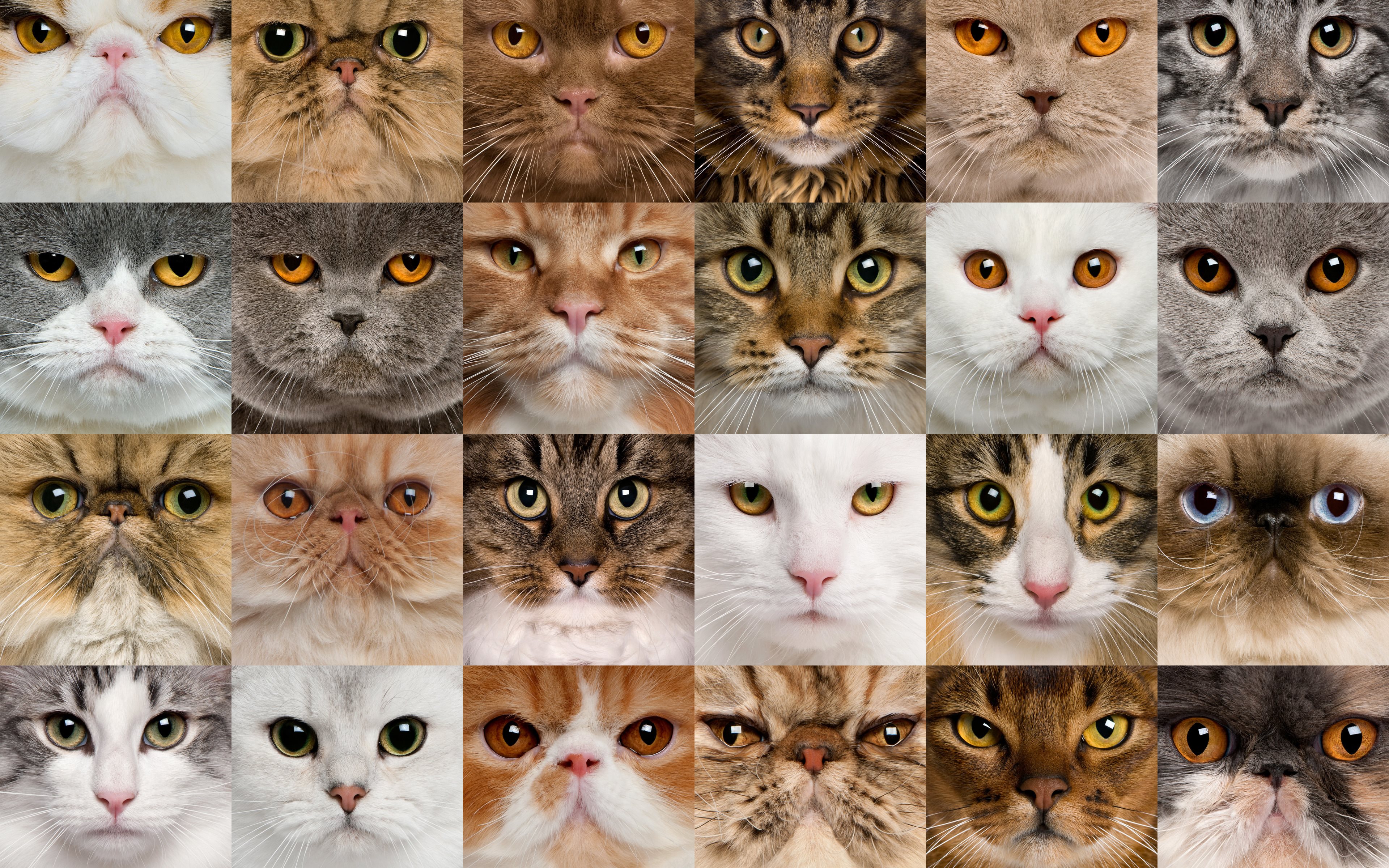 Cat Collage Wallpapers Wallpaper Cave