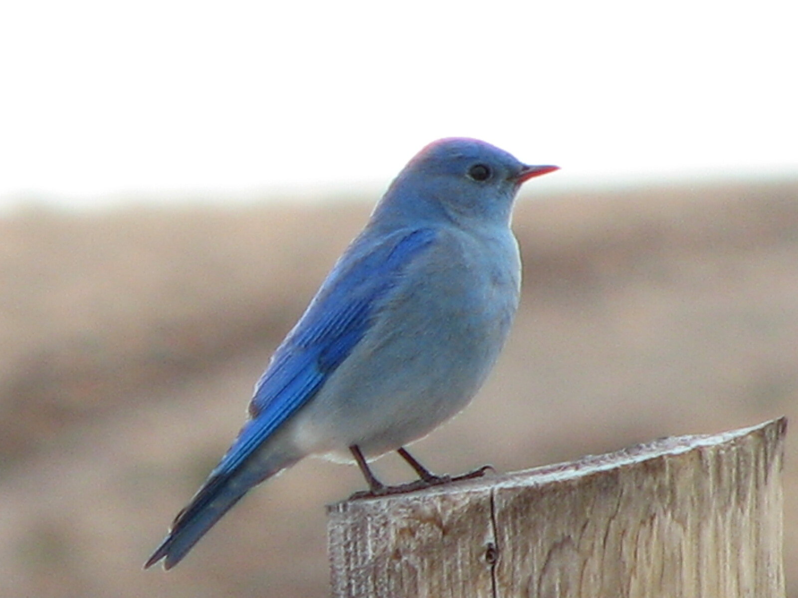 Mountain Bluebird Wallpapers Wallpaper Cave