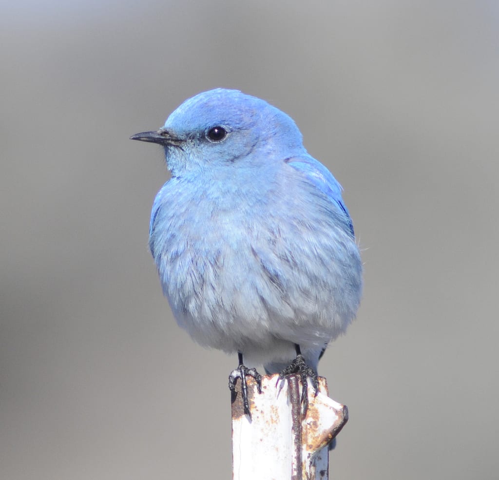 Mountain Bluebird Wallpapers Wallpaper Cave