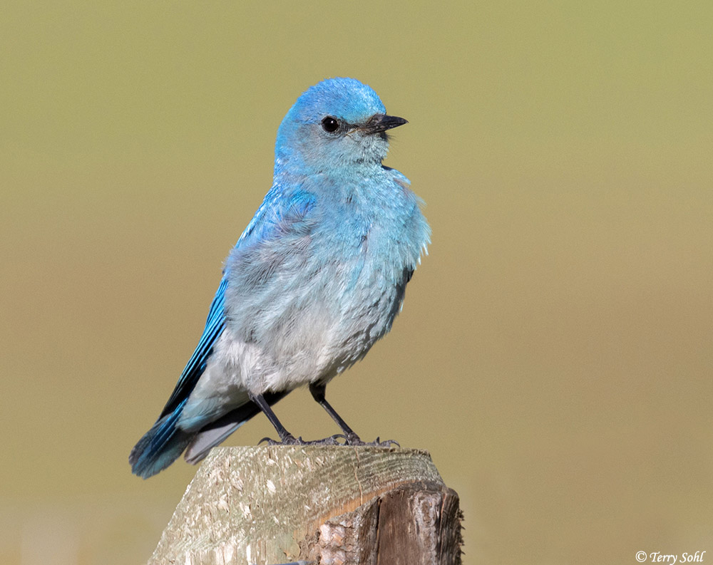 Mountain Bluebird Wallpapers Wallpaper Cave