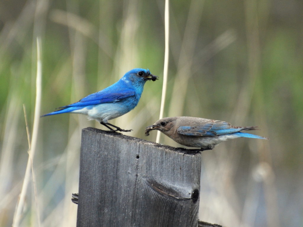 Mountain Bluebird Wallpapers Wallpaper Cave