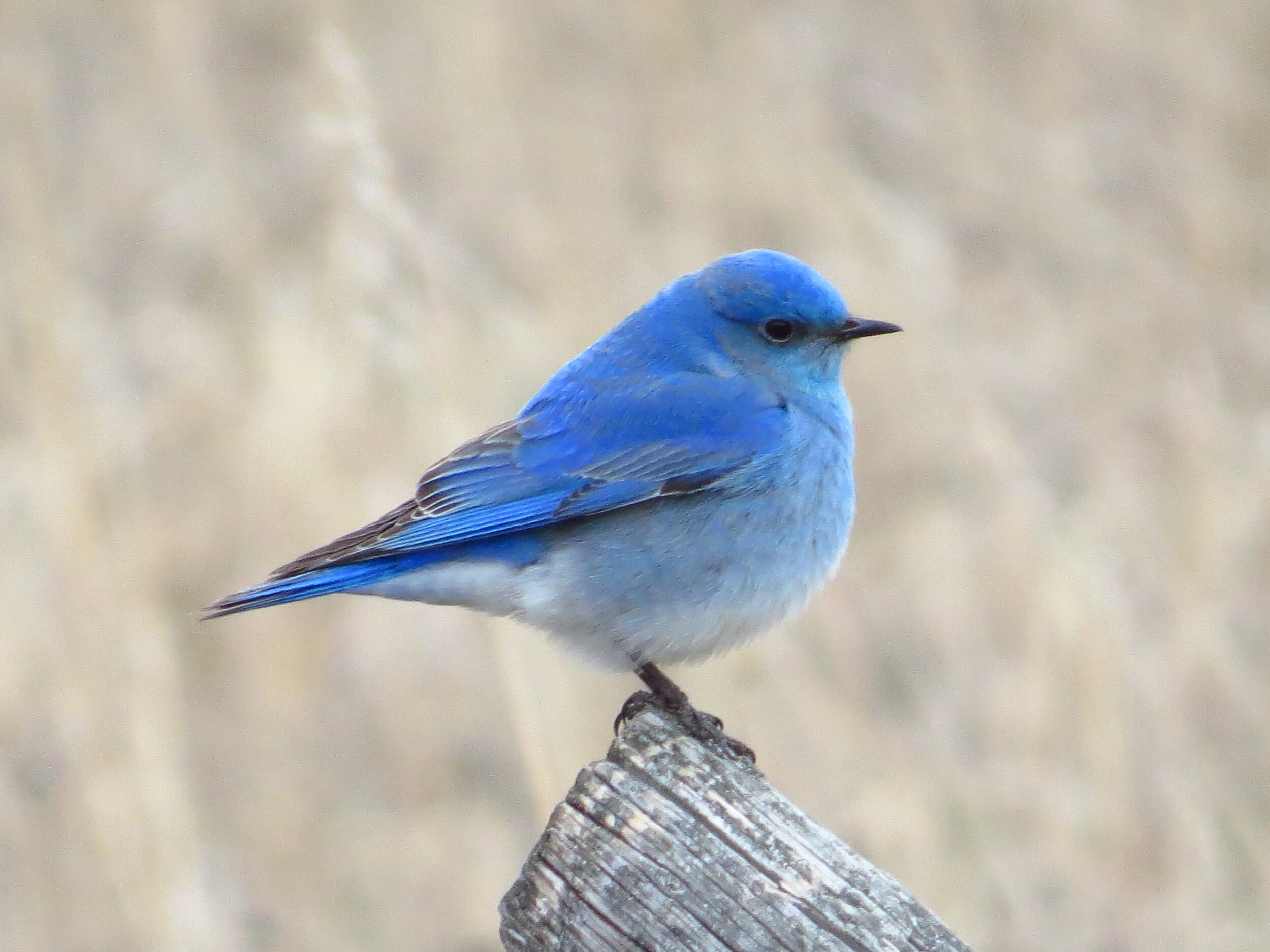 Mountain Bluebird Wallpapers Wallpaper Cave