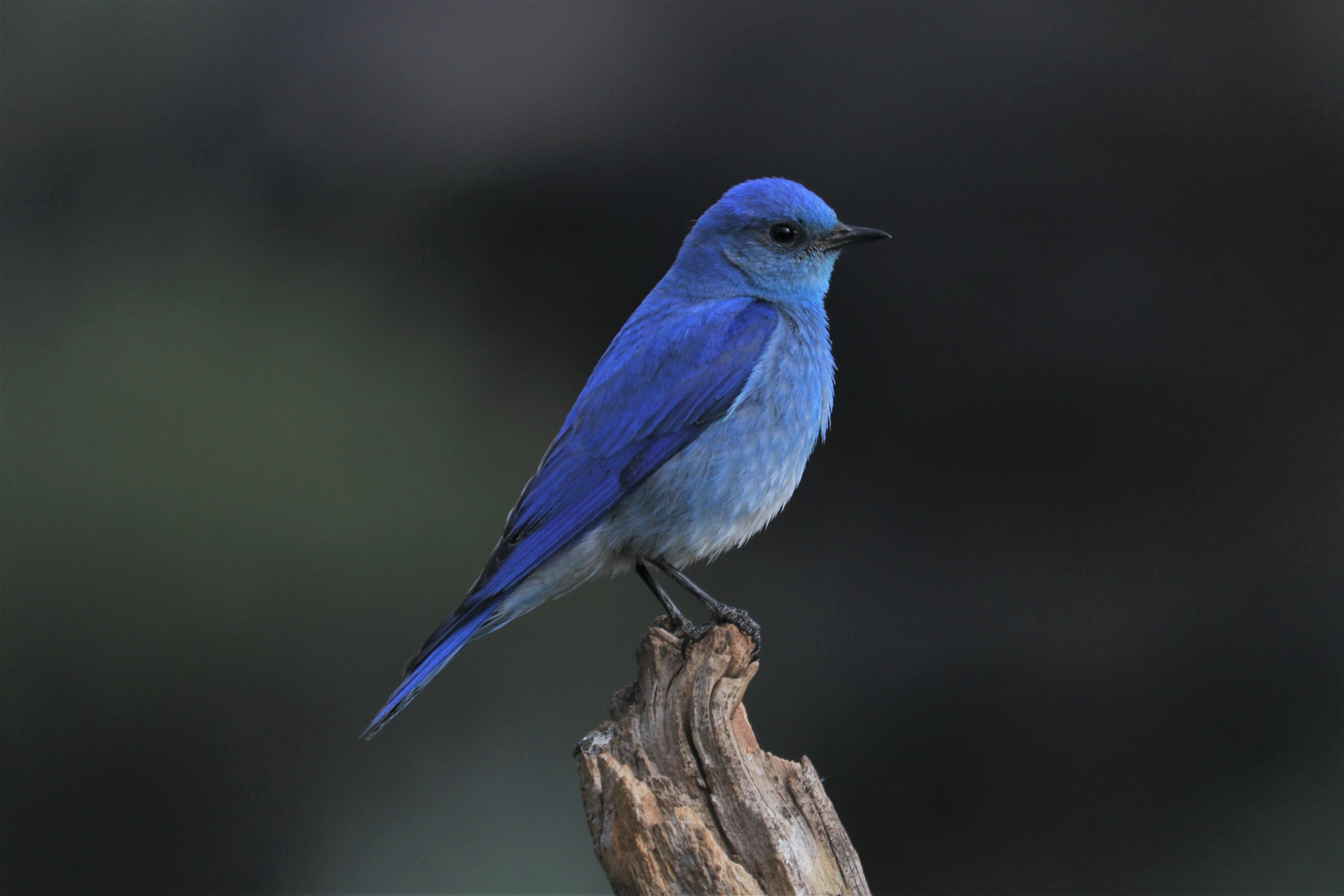 Mountain Bluebird Wallpapers Wallpaper Cave