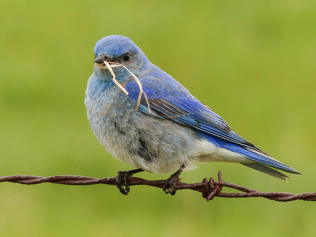 Mountain Bluebird Wallpapers Wallpaper Cave