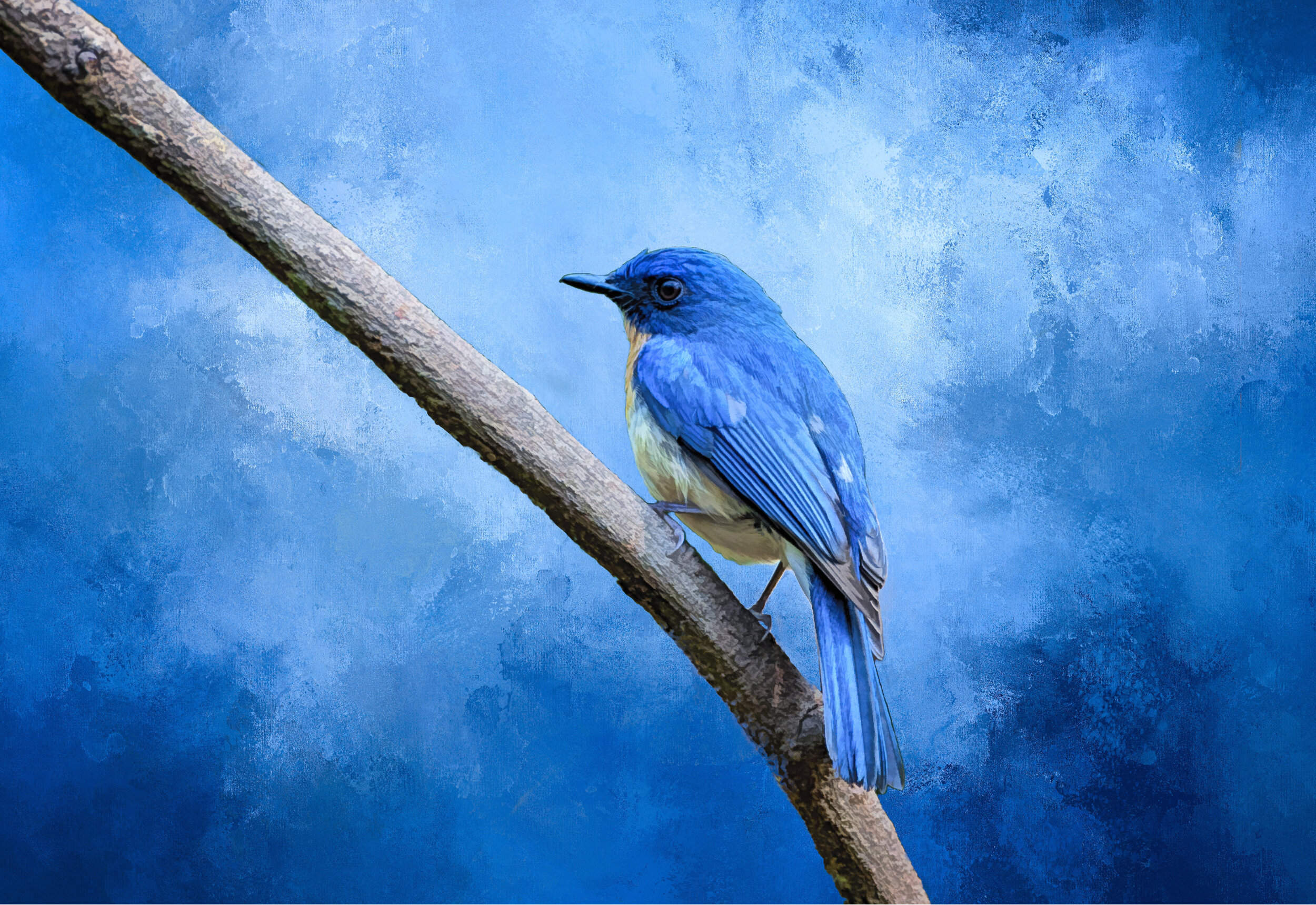 Mountain Bluebird Wallpapers Wallpaper Cave