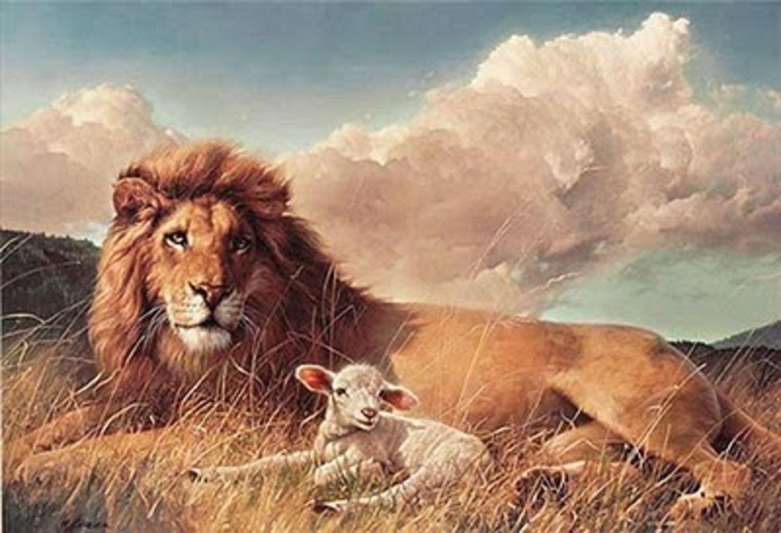 Lion And Lamb Wallpapers Wallpaper Cave