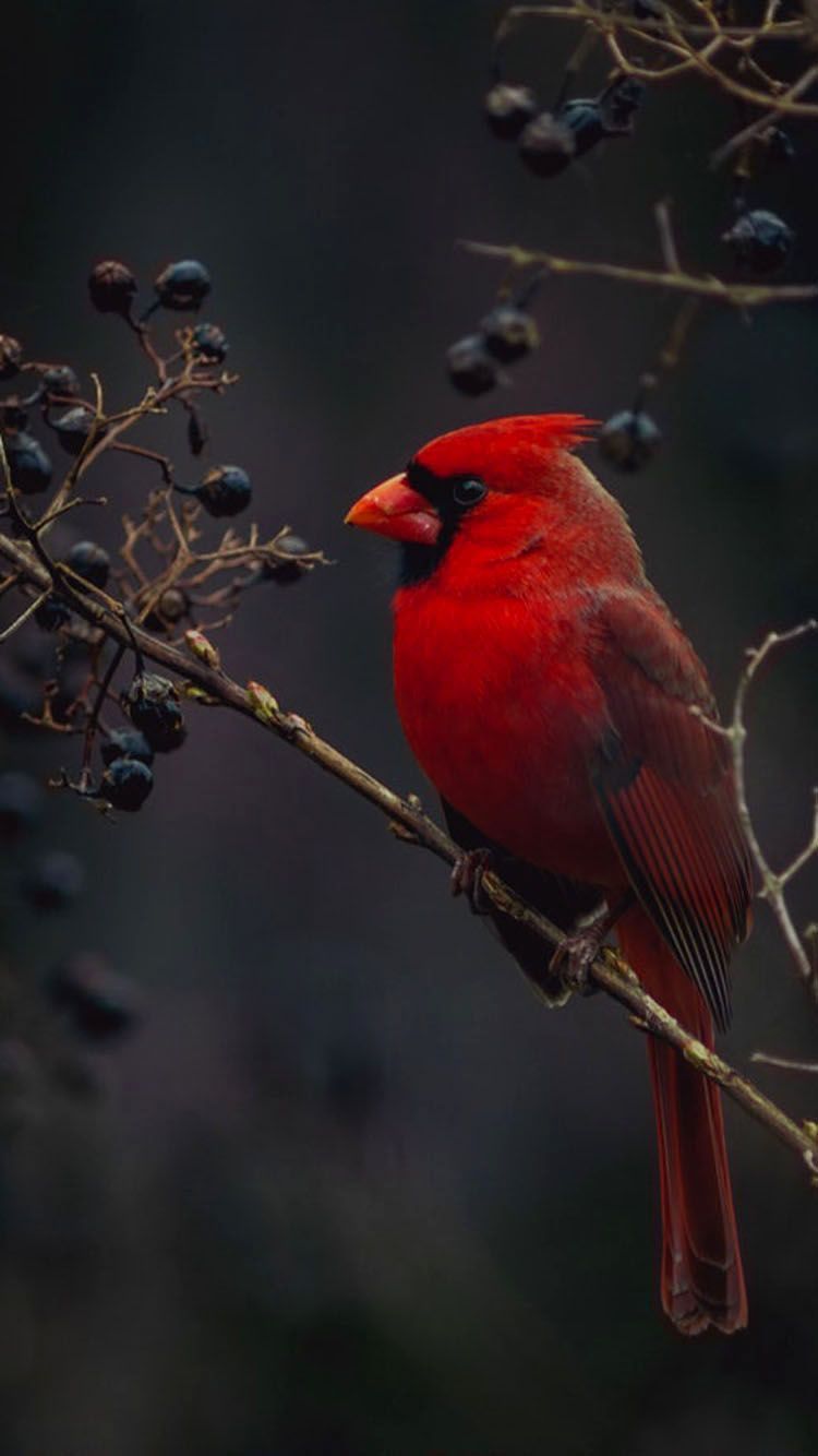 Red Cardinals Wallpapers Wallpaper Cave