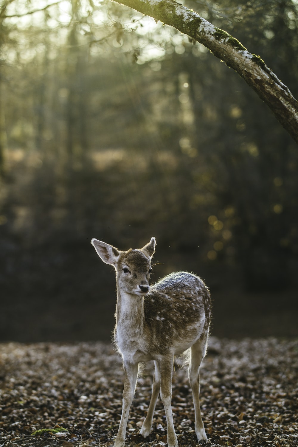 Cute Baby Deer Wallpapers Wallpaper Cave