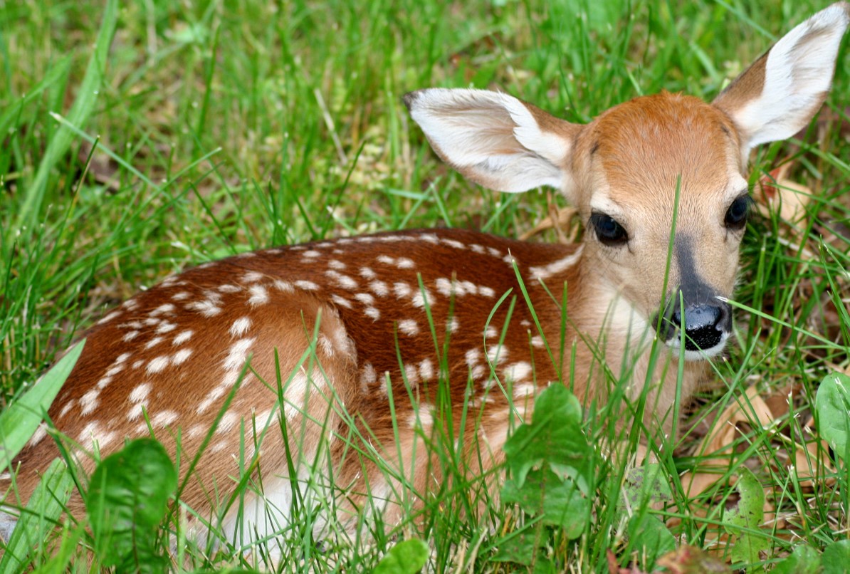 Cute Baby Deer Wallpapers Wallpaper Cave