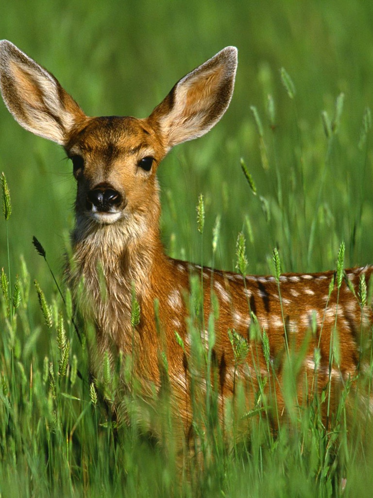 Cute Baby Deer Wallpapers Wallpaper Cave