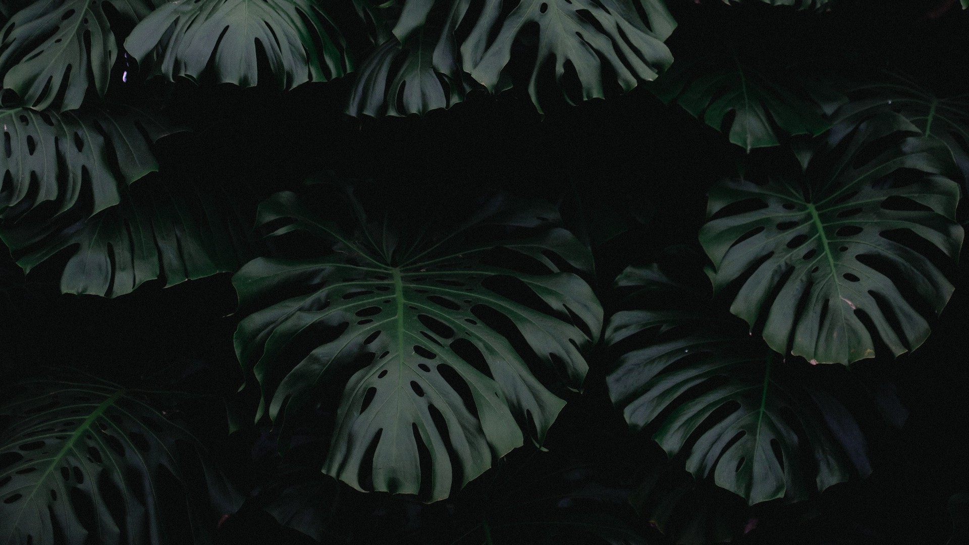 Dark Plant Wallpapers Wallpaper Cave