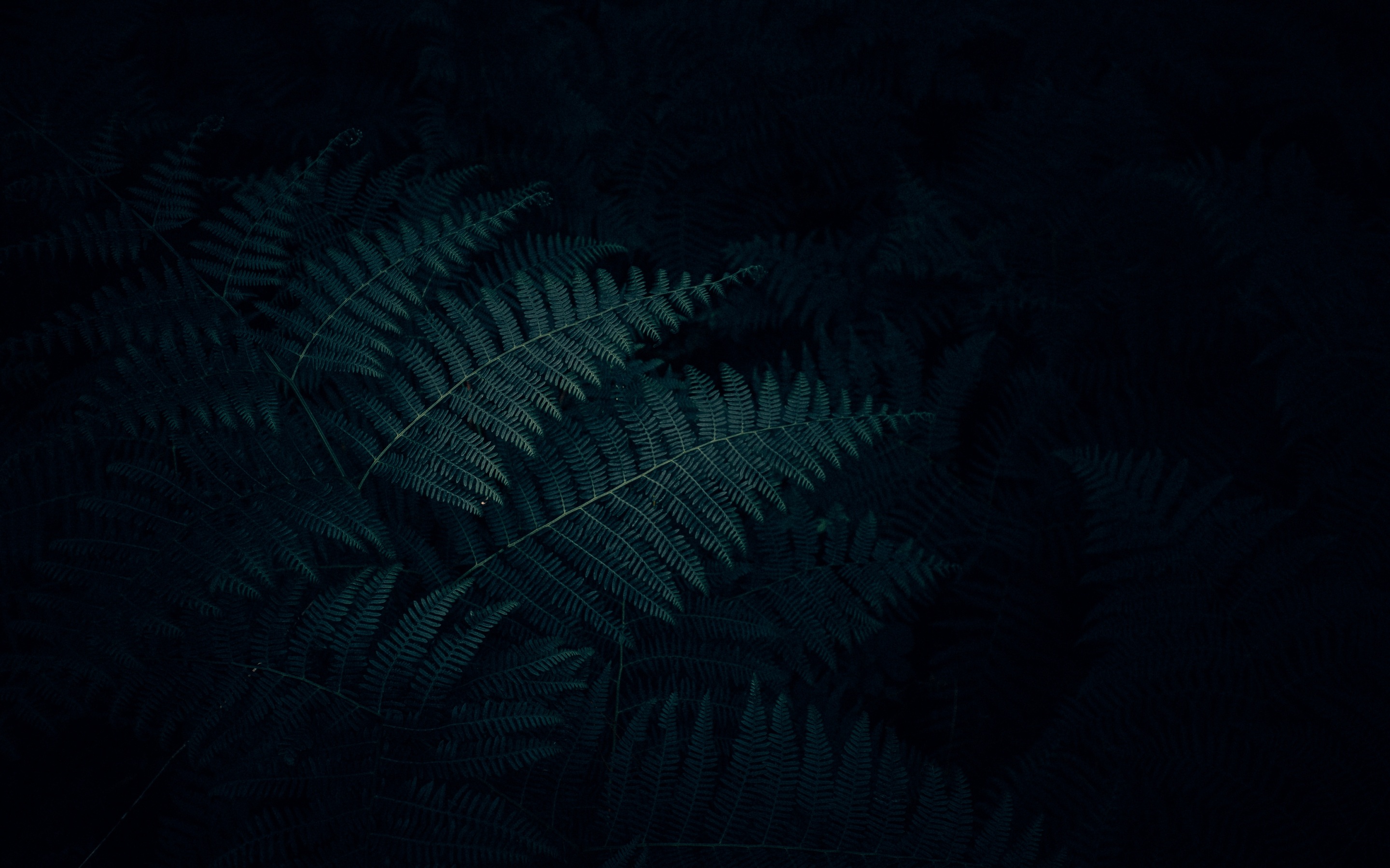 Dark Plant Wallpapers Wallpaper Cave