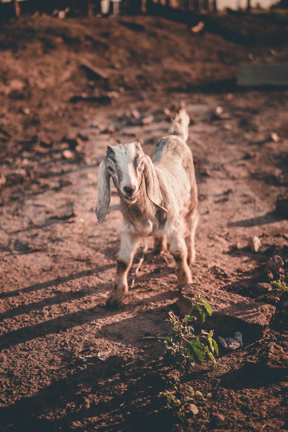 Funny Goat Wallpapers Wallpaper Cave