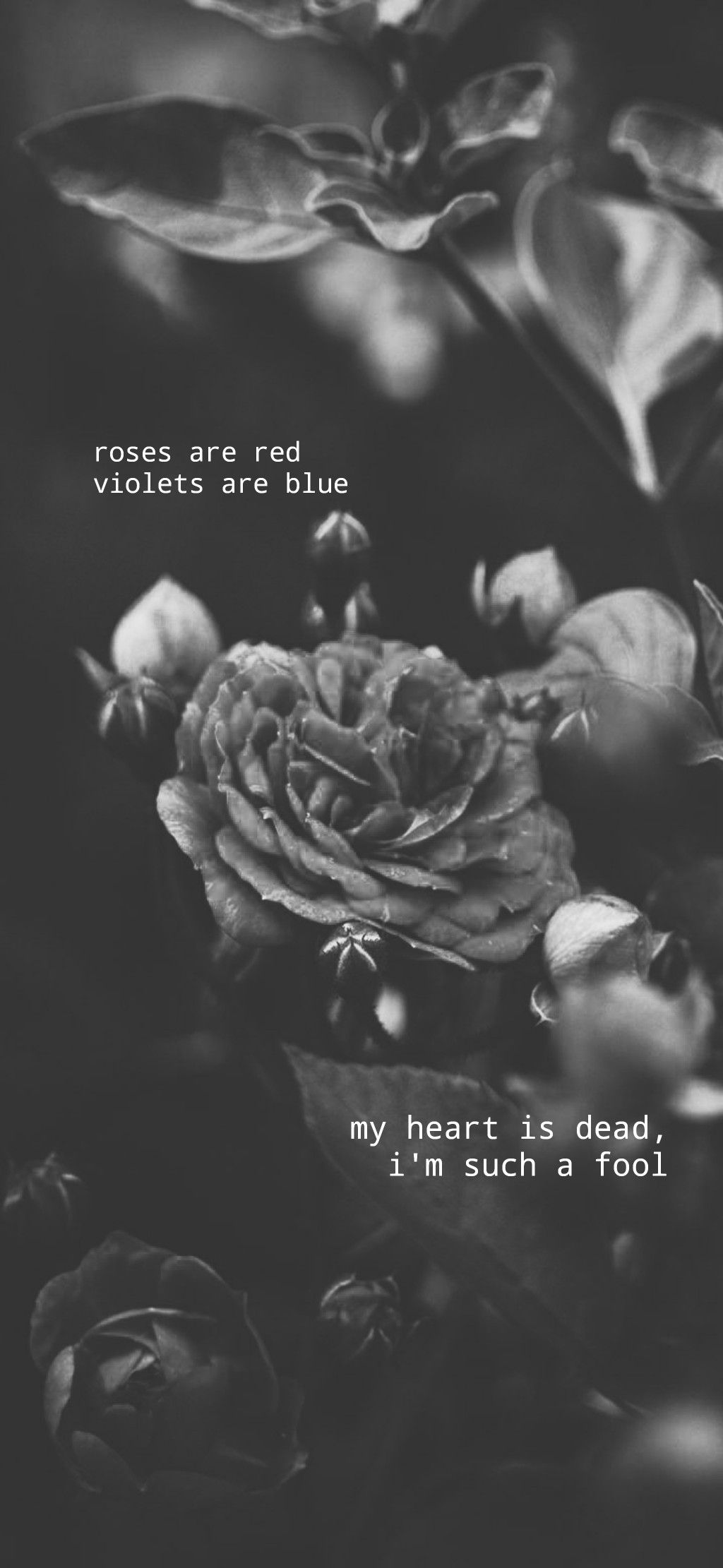 Roses Are Red Violets Are Blue Wallpapers Wallpaper Cave