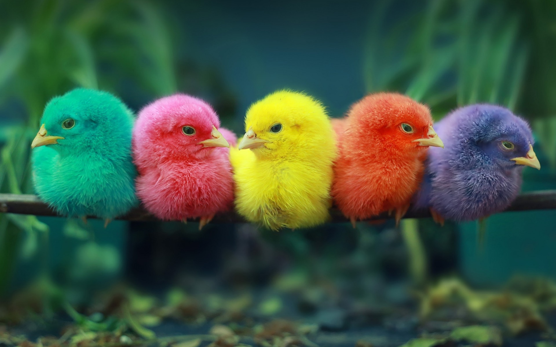 Colored Chicks Wallpapers Wallpaper Cave