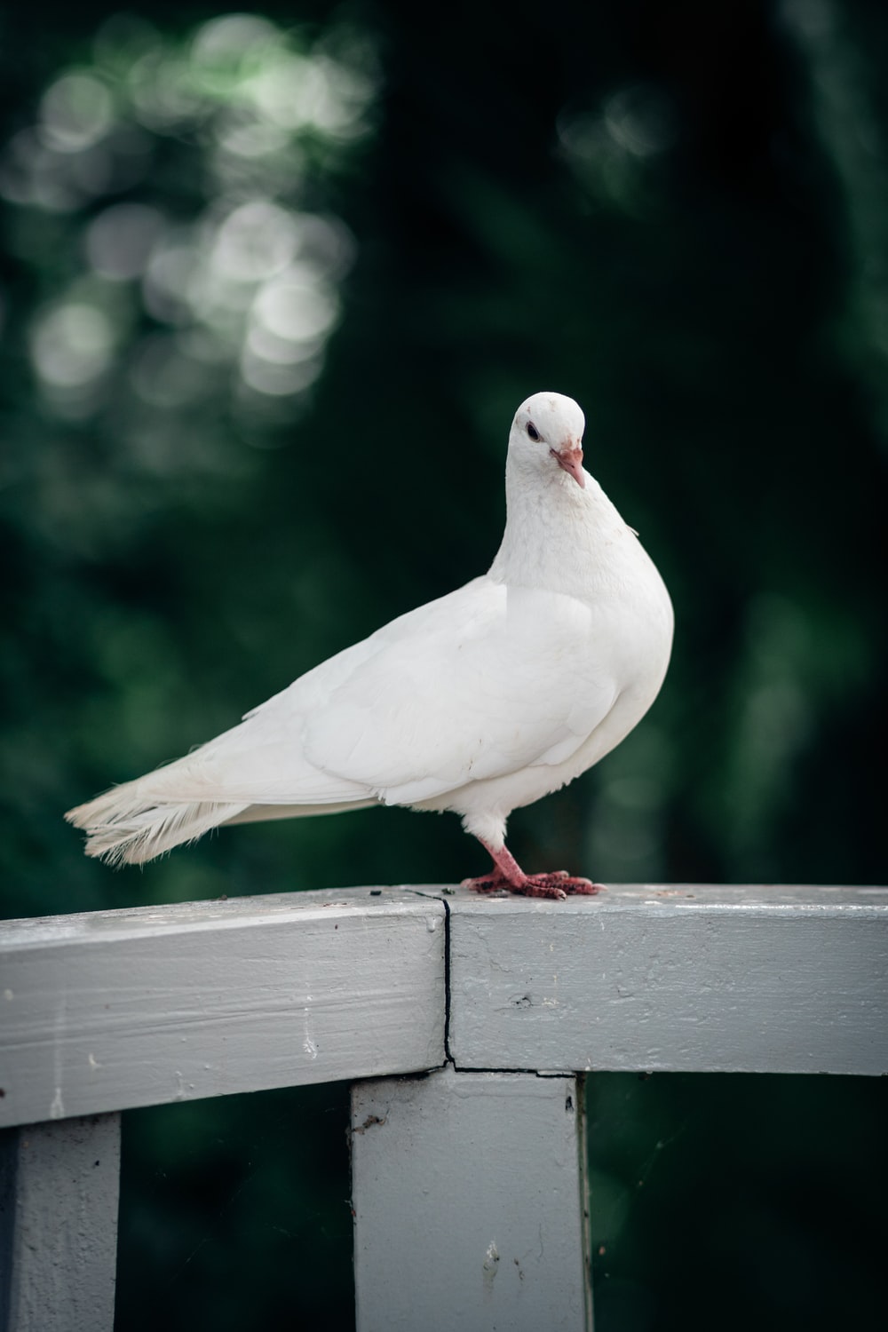 White Pigeon Wallpapers Wallpaper Cave