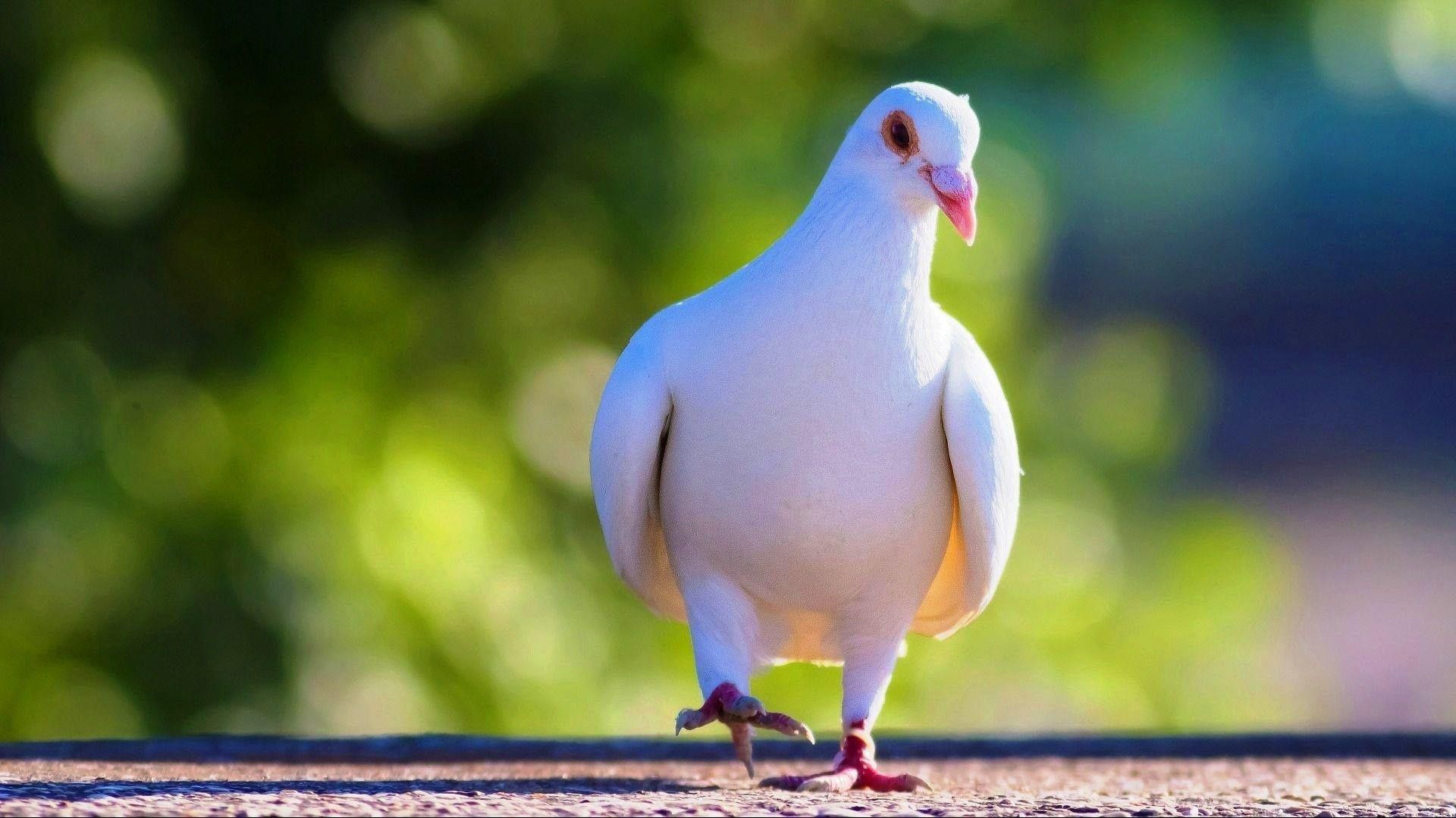 White Pigeon Flying Wallpaper