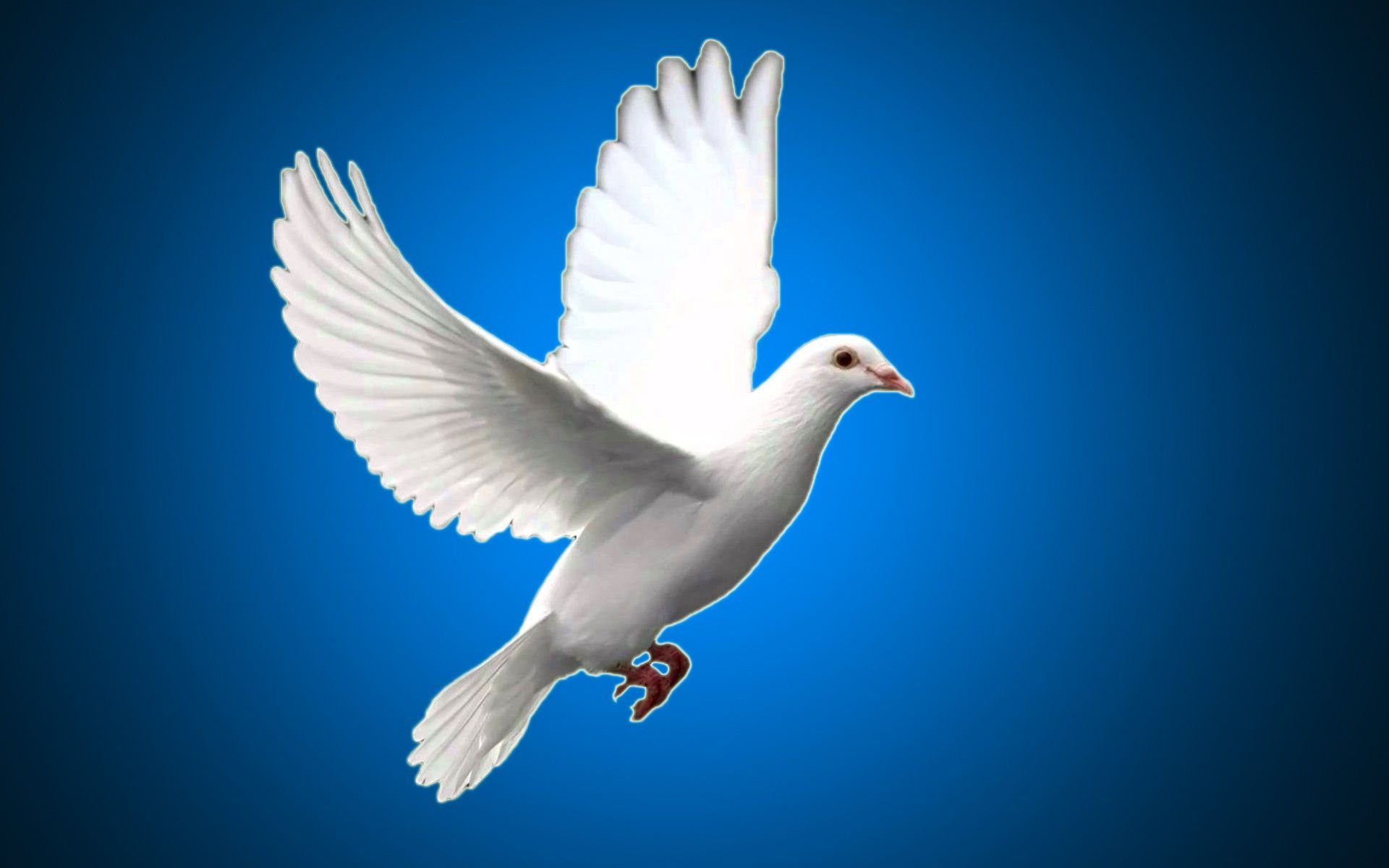 White Pigeon Wallpapers Wallpaper Cave