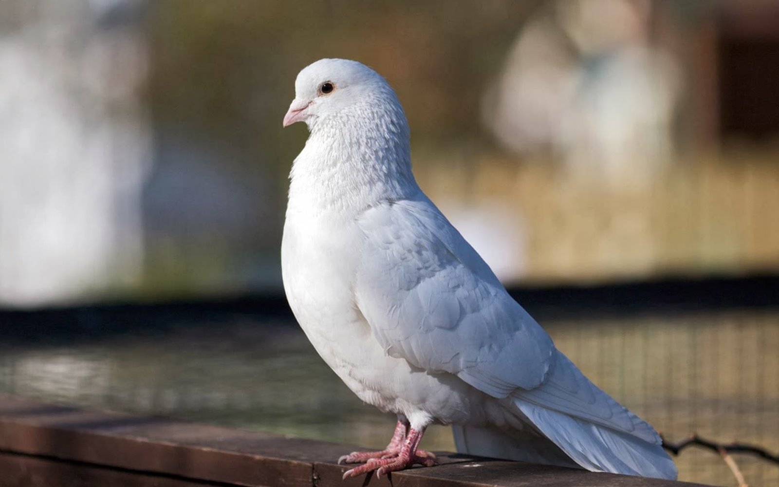White Pigeon Wallpapers Wallpaper Cave