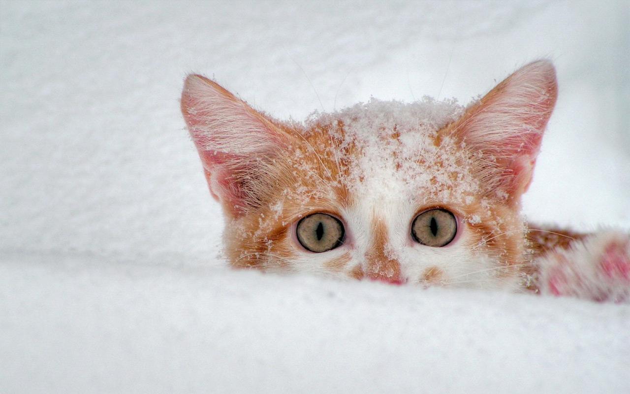 Cats In Snow Wallpapers Wallpaper Cave