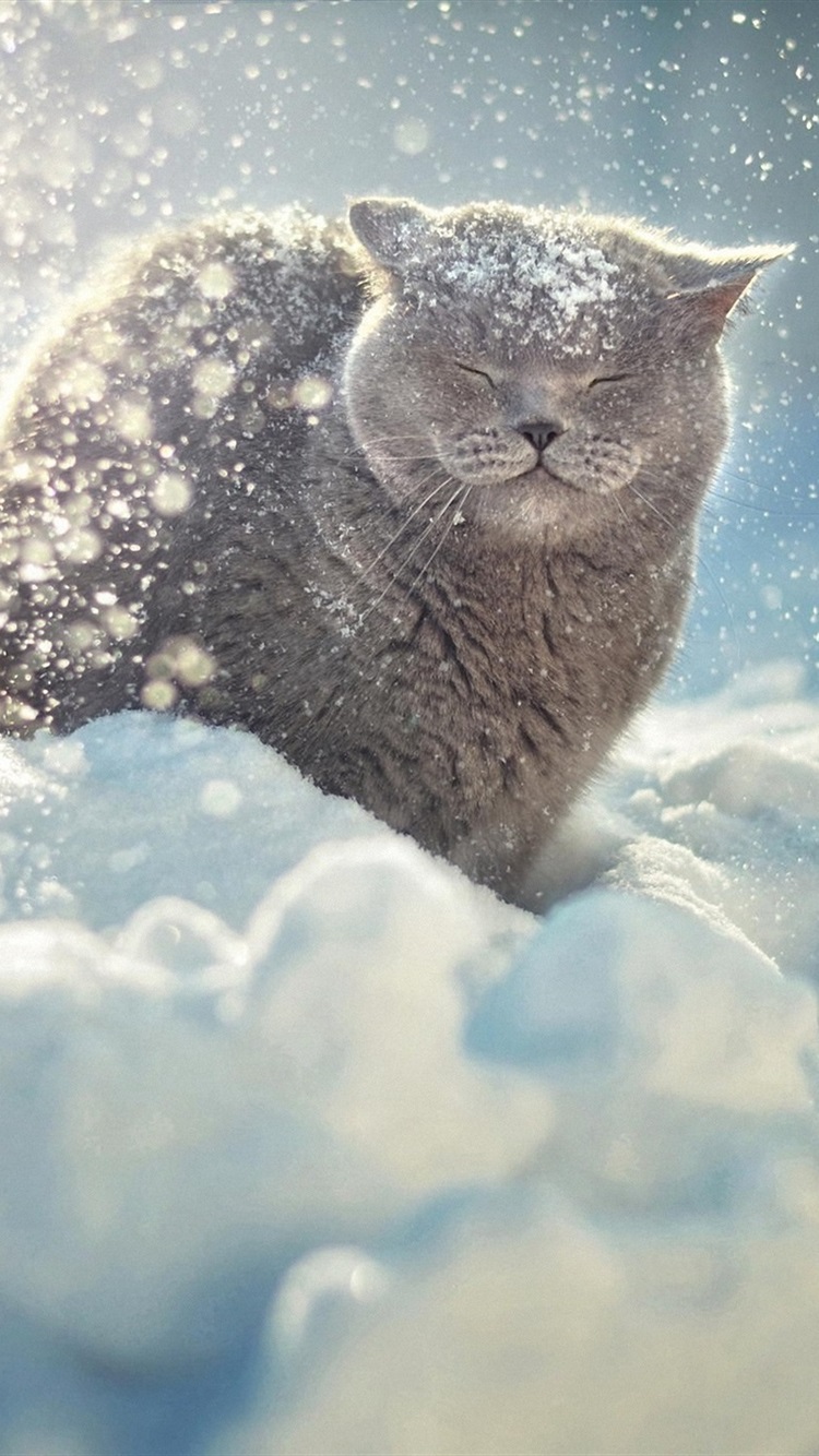 Cats In Snow Wallpapers Wallpaper Cave