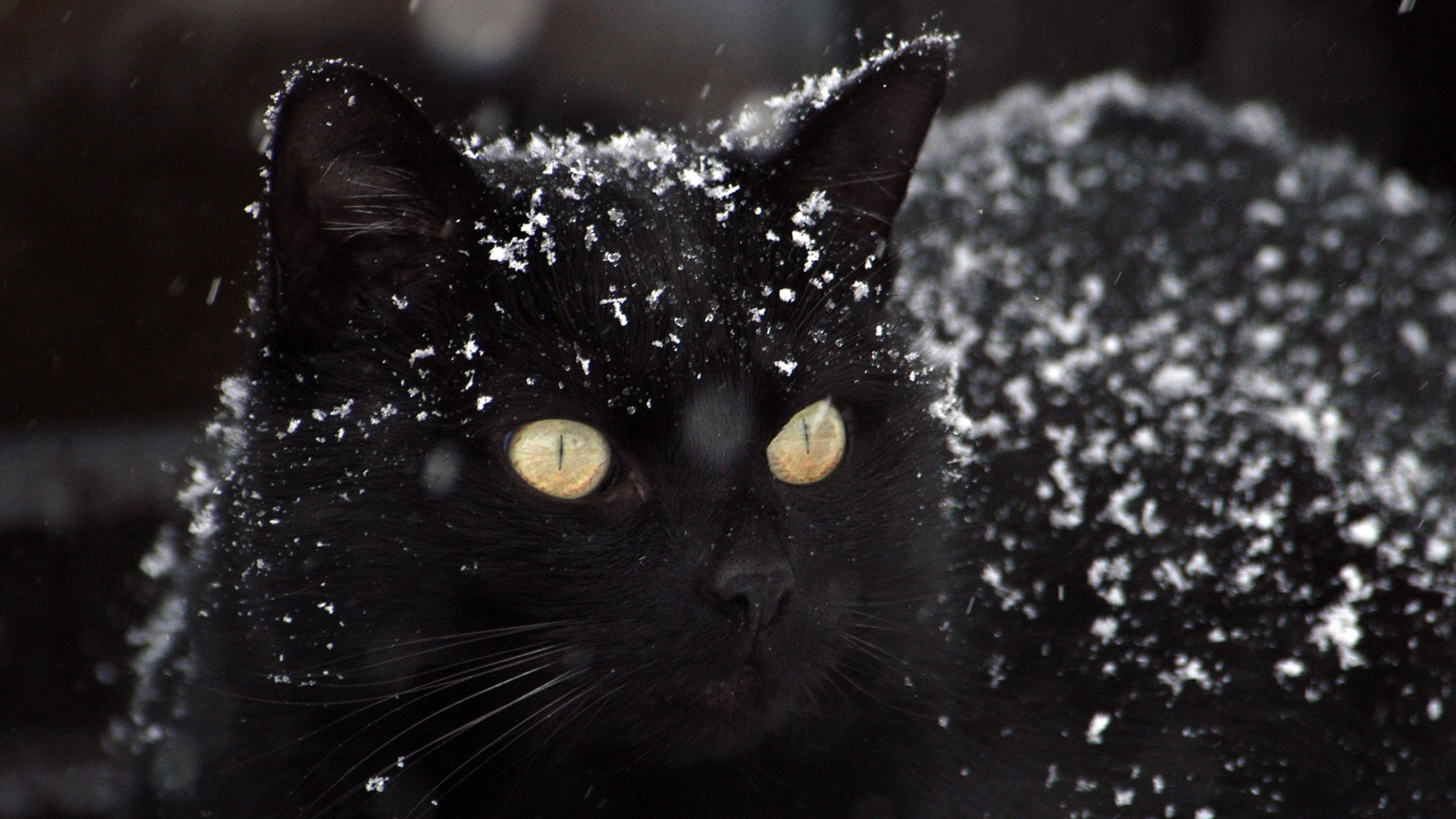 Cats In Snow Wallpapers Wallpaper Cave