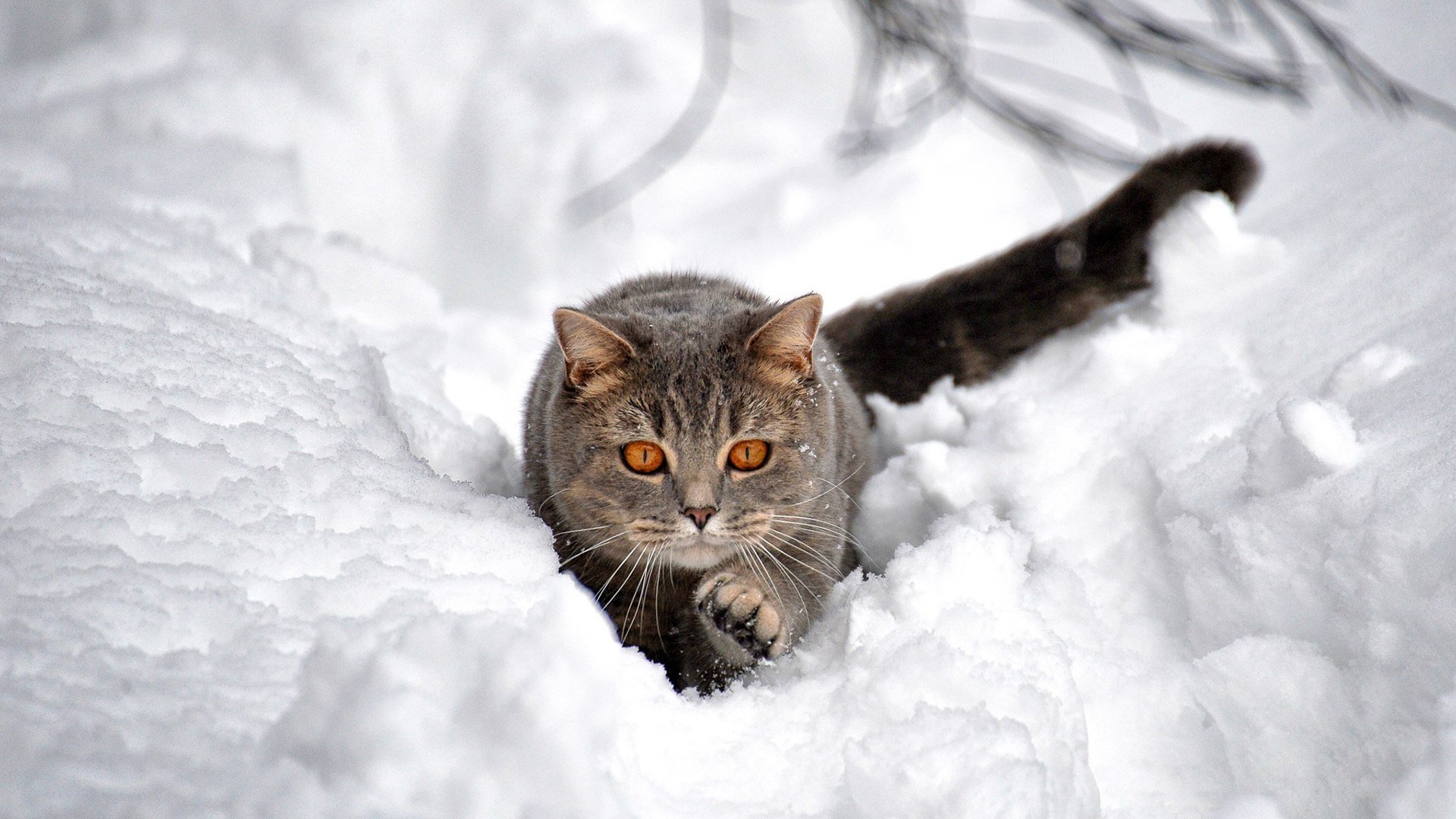 Cats In Snow Wallpapers Wallpaper Cave