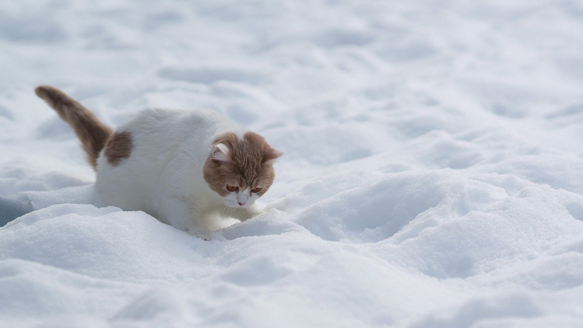 Cats In Snow Wallpapers Wallpaper Cave