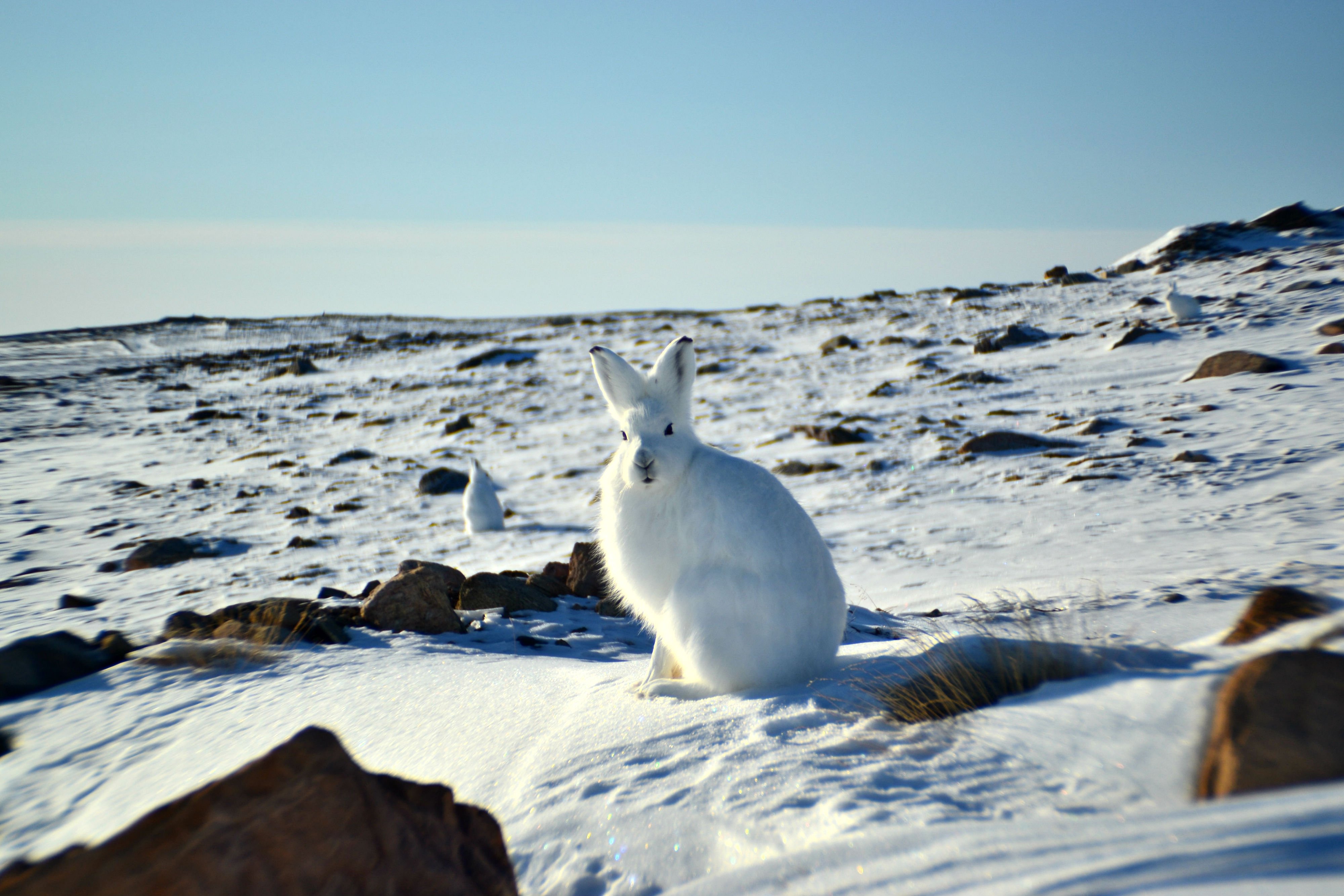 Are There Bunnies In The Arctic at James Coats blog
