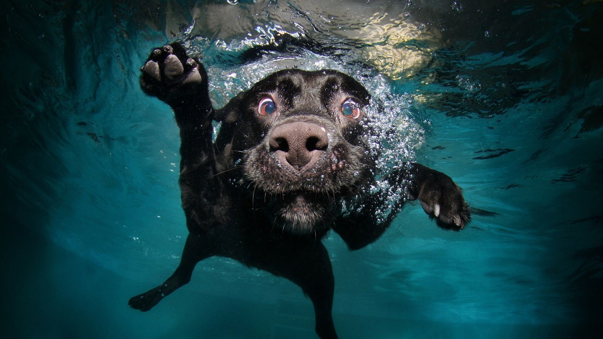 Weird Dog Wallpapers Wallpaper Cave