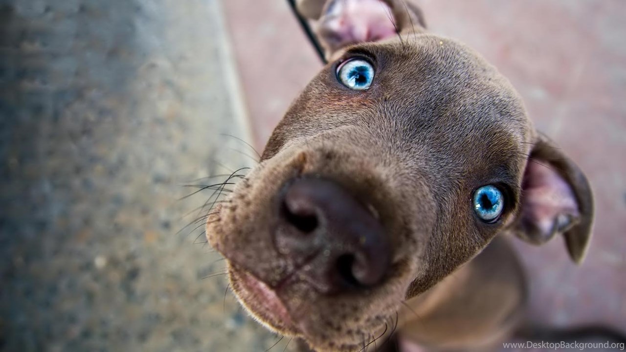Weird Dog Wallpapers Wallpaper Cave