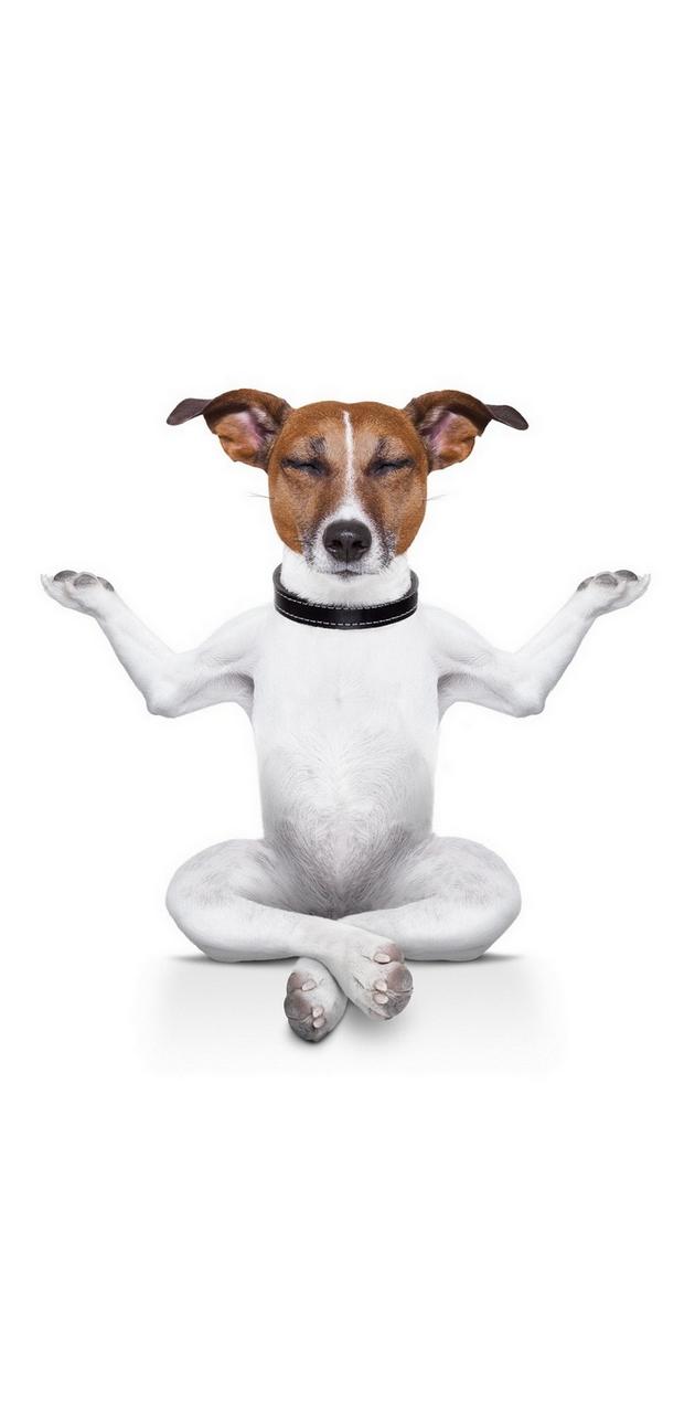 Weird Dog Wallpapers Wallpaper Cave
