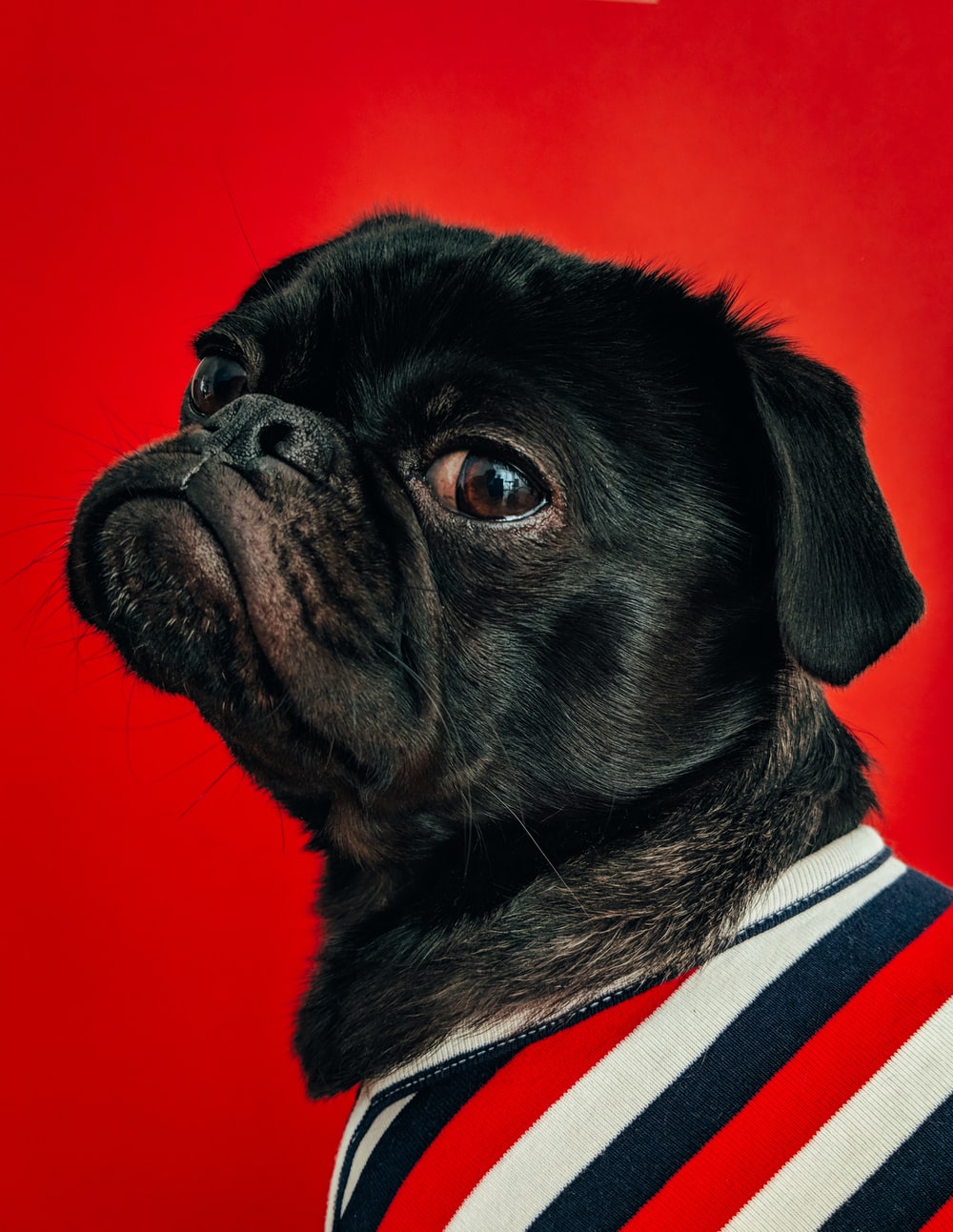 Weird Dog Wallpapers Wallpaper Cave