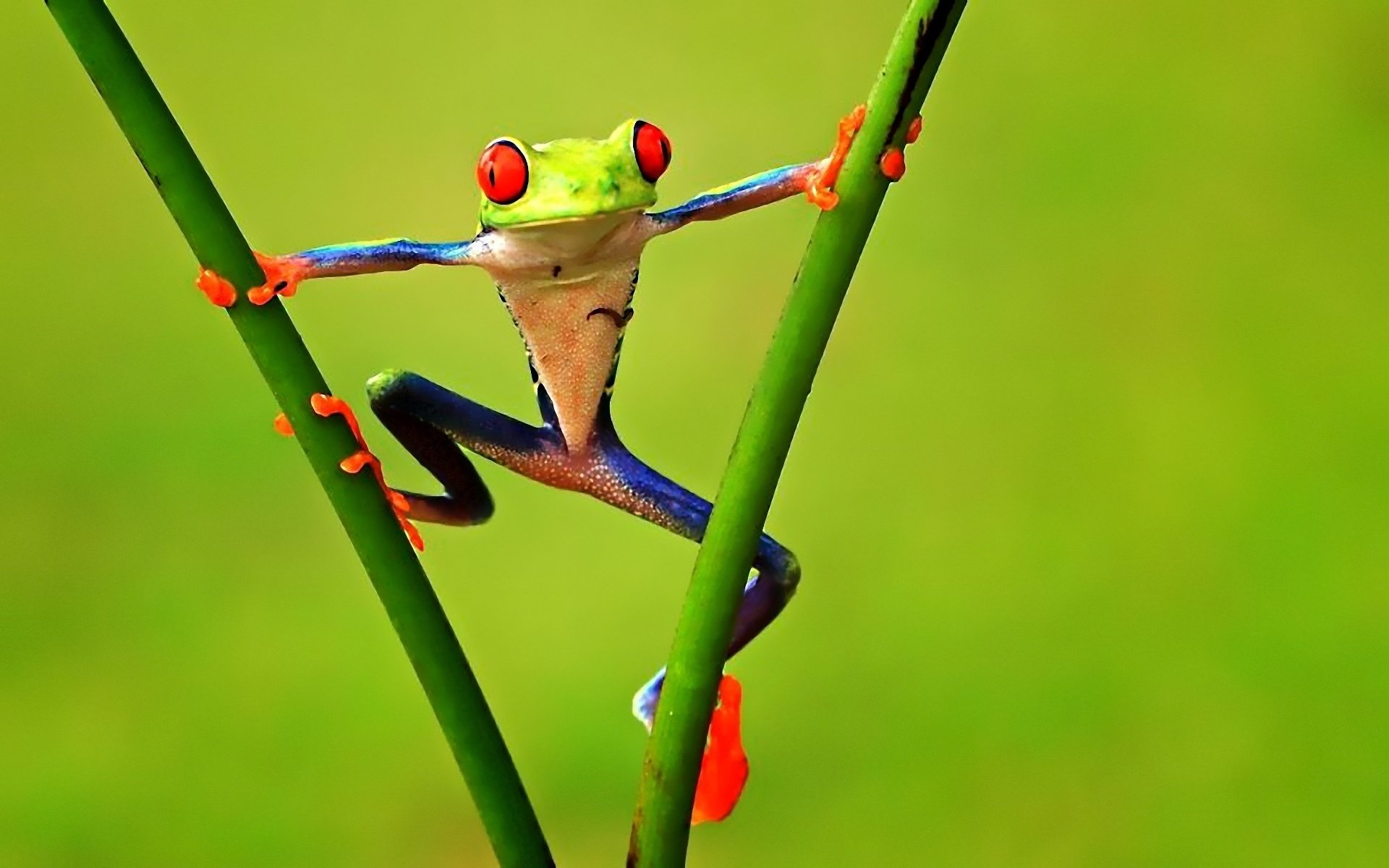 Red Eyed Tree Frog Wallpapers Wallpaper Cave