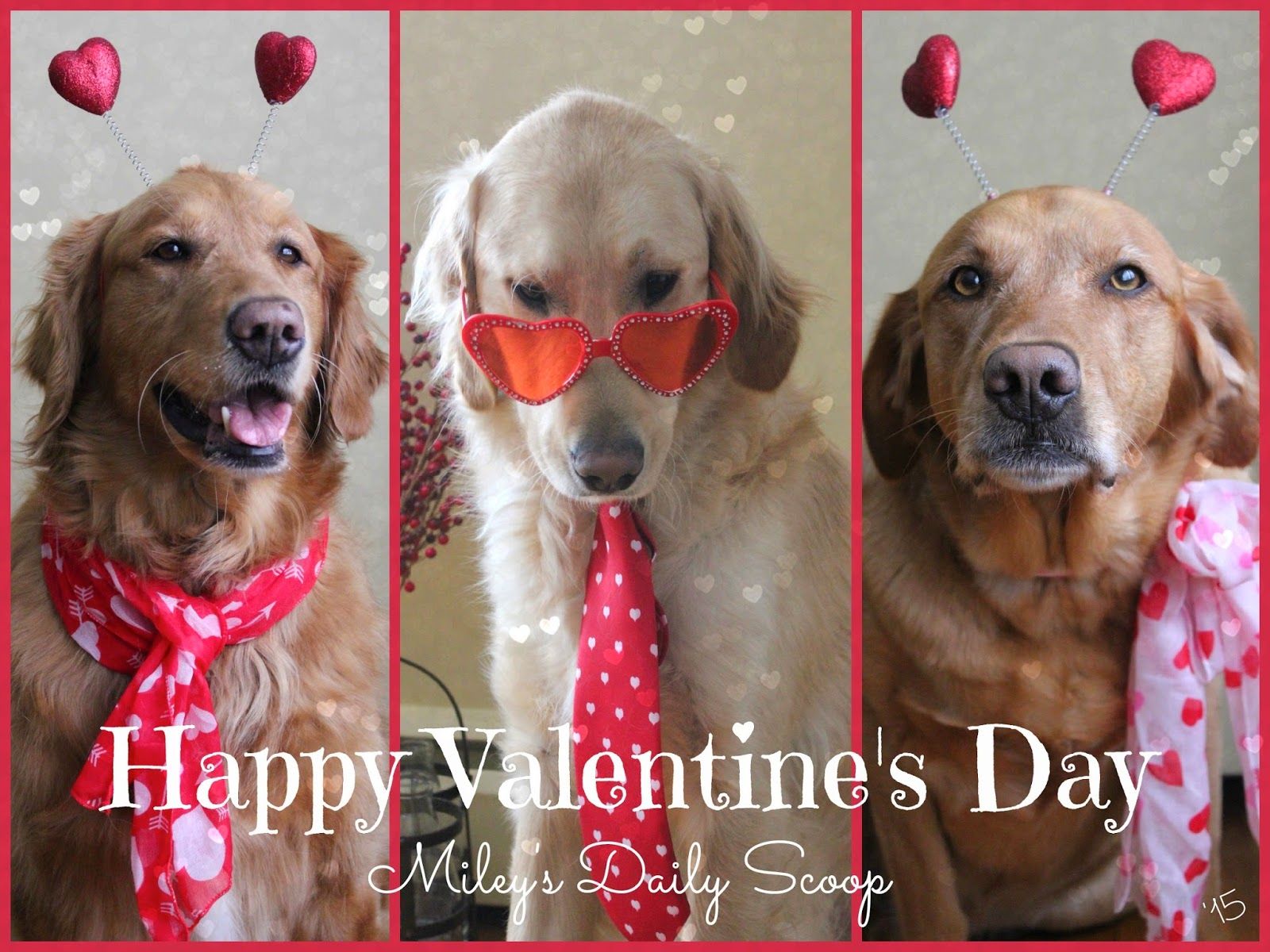 Funny Animal Valentine's Day Wallpapers Wallpaper Cave