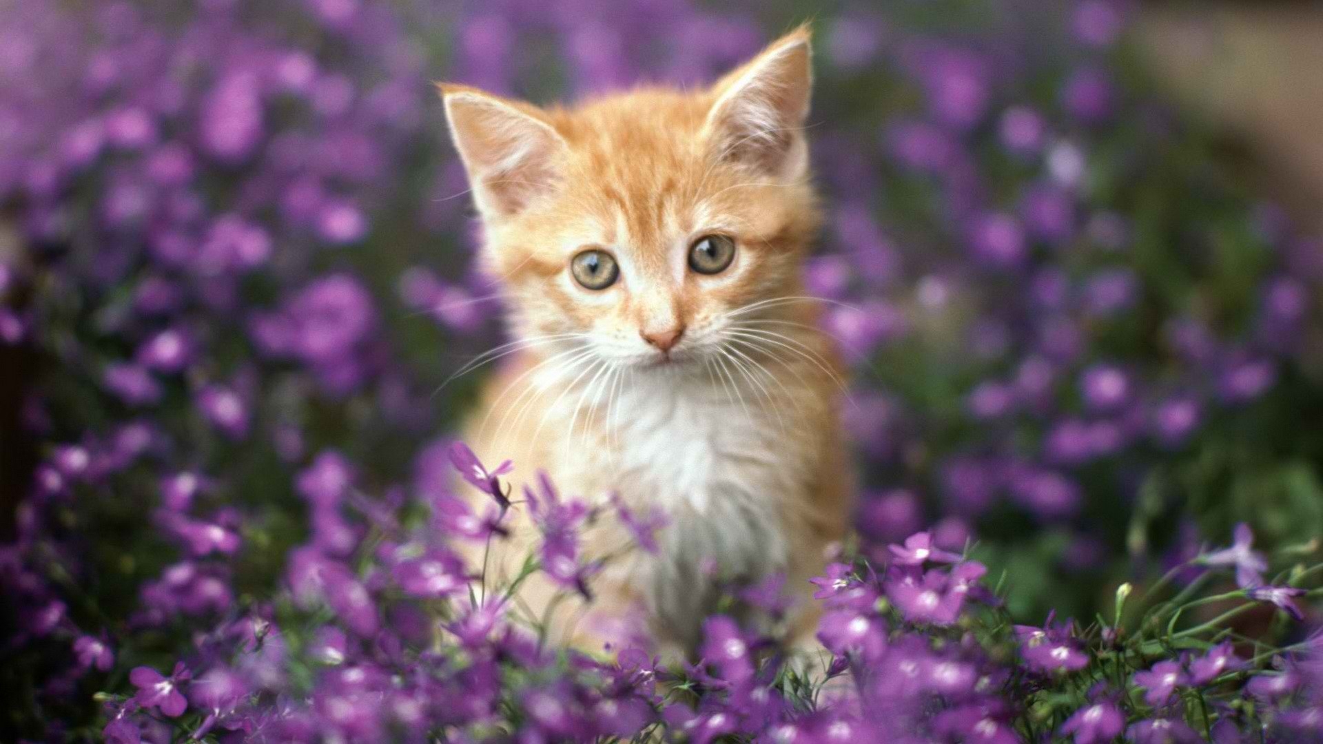 Purple Cats Wallpapers Wallpaper Cave