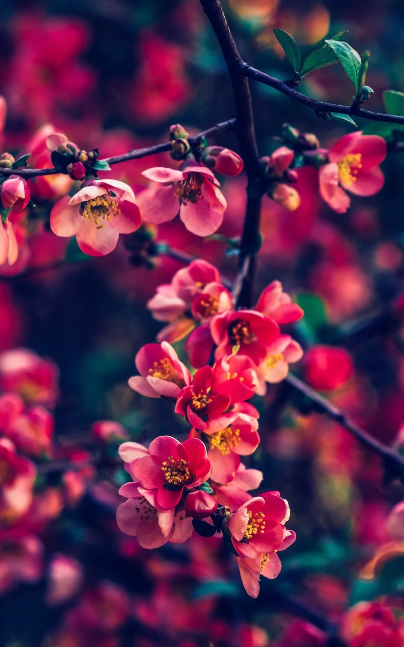 Samsung Flower Wallpapers Wallpaper Cave