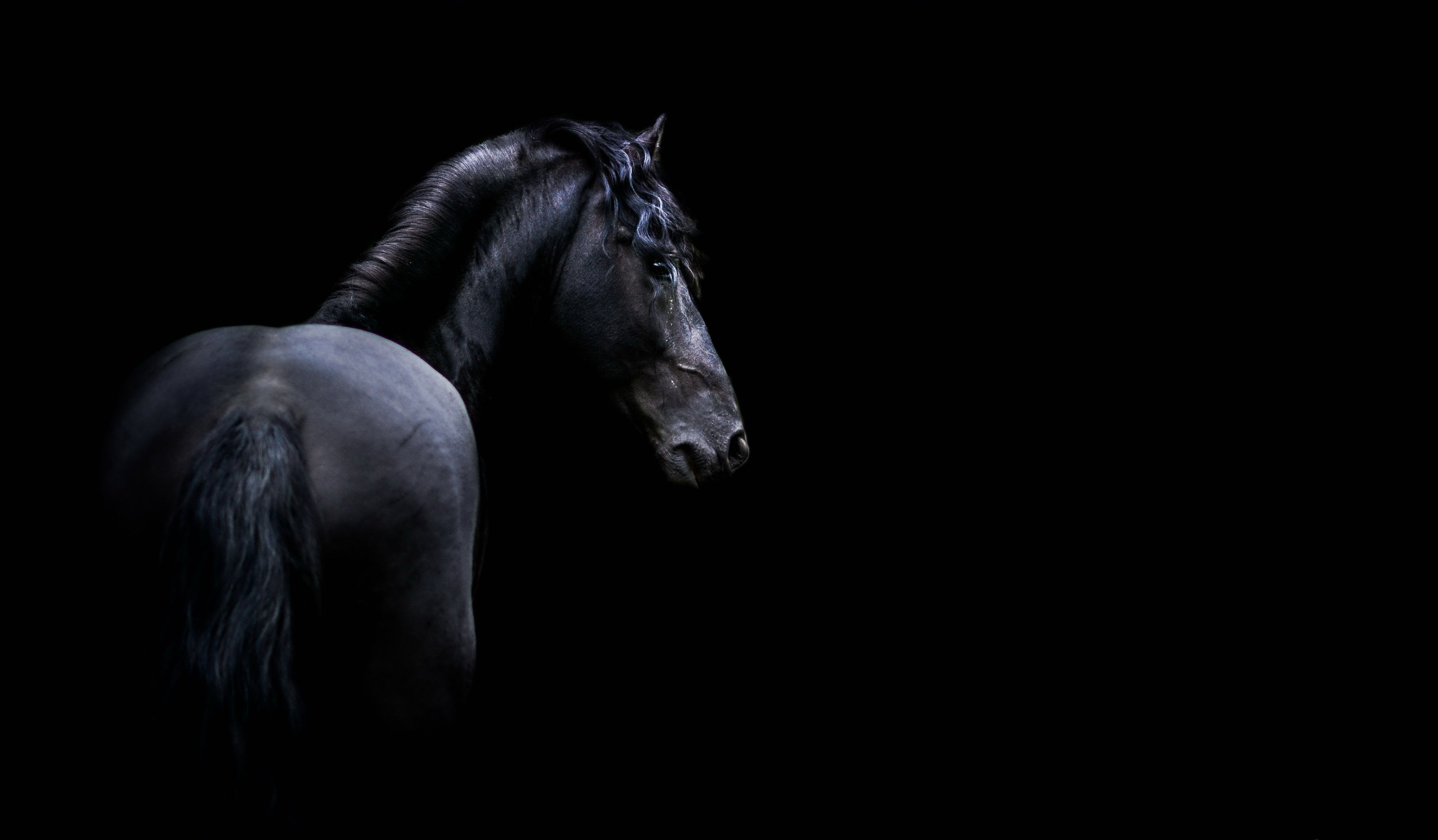 Horse 4k Wallpapers Wallpaper Cave