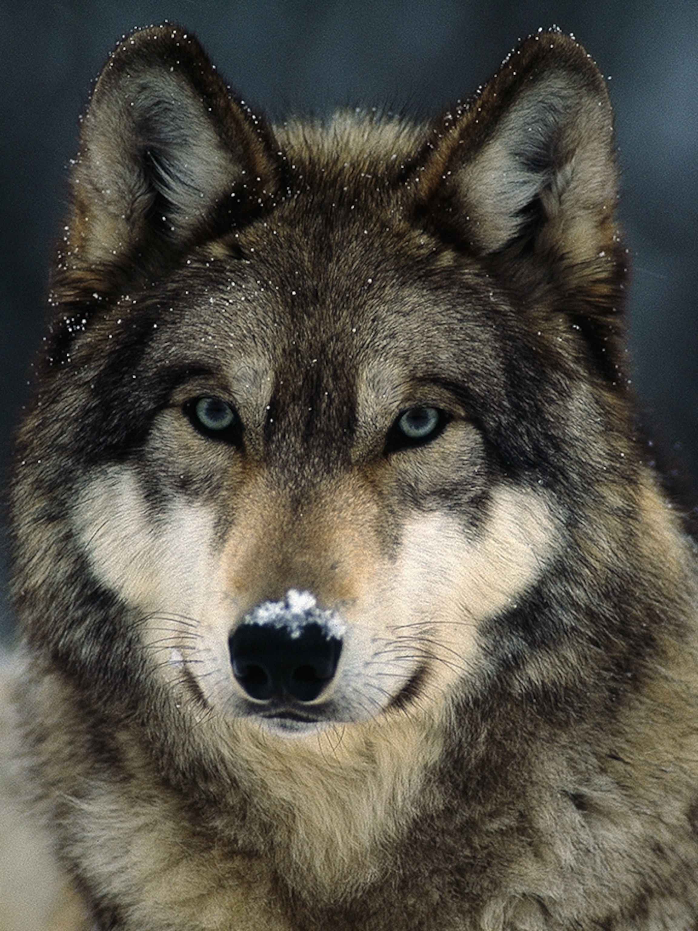 Grey Wolves Wallpapers Wallpaper Cave