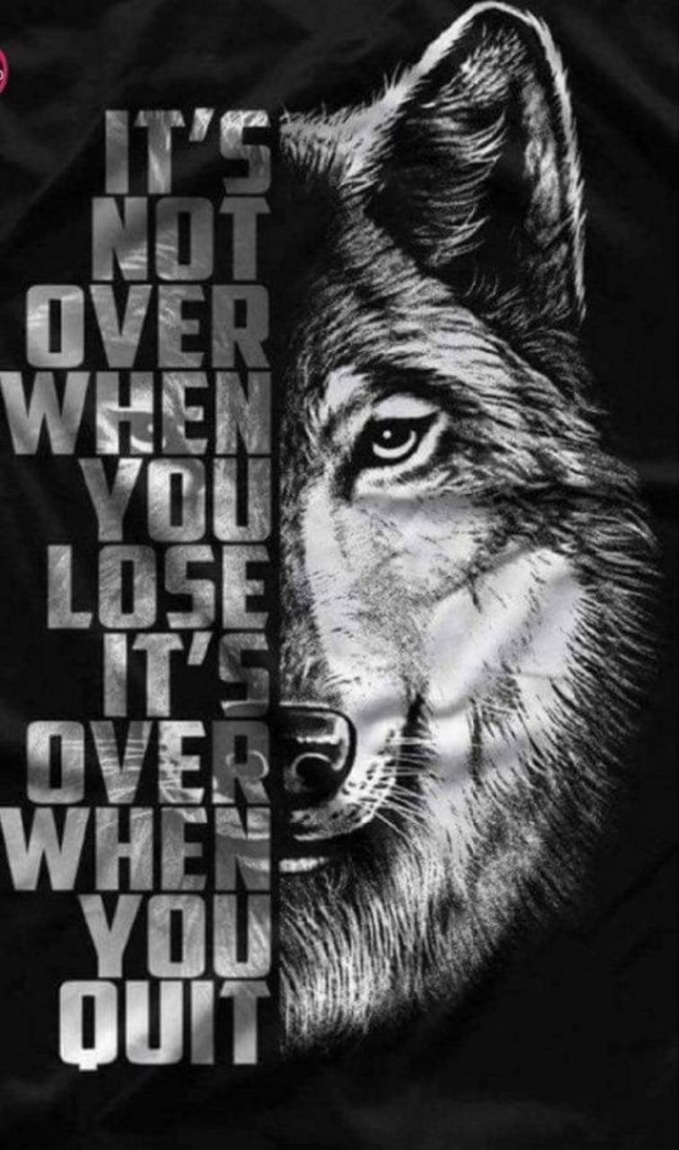 Grey Wolves Wallpapers Wallpaper Cave