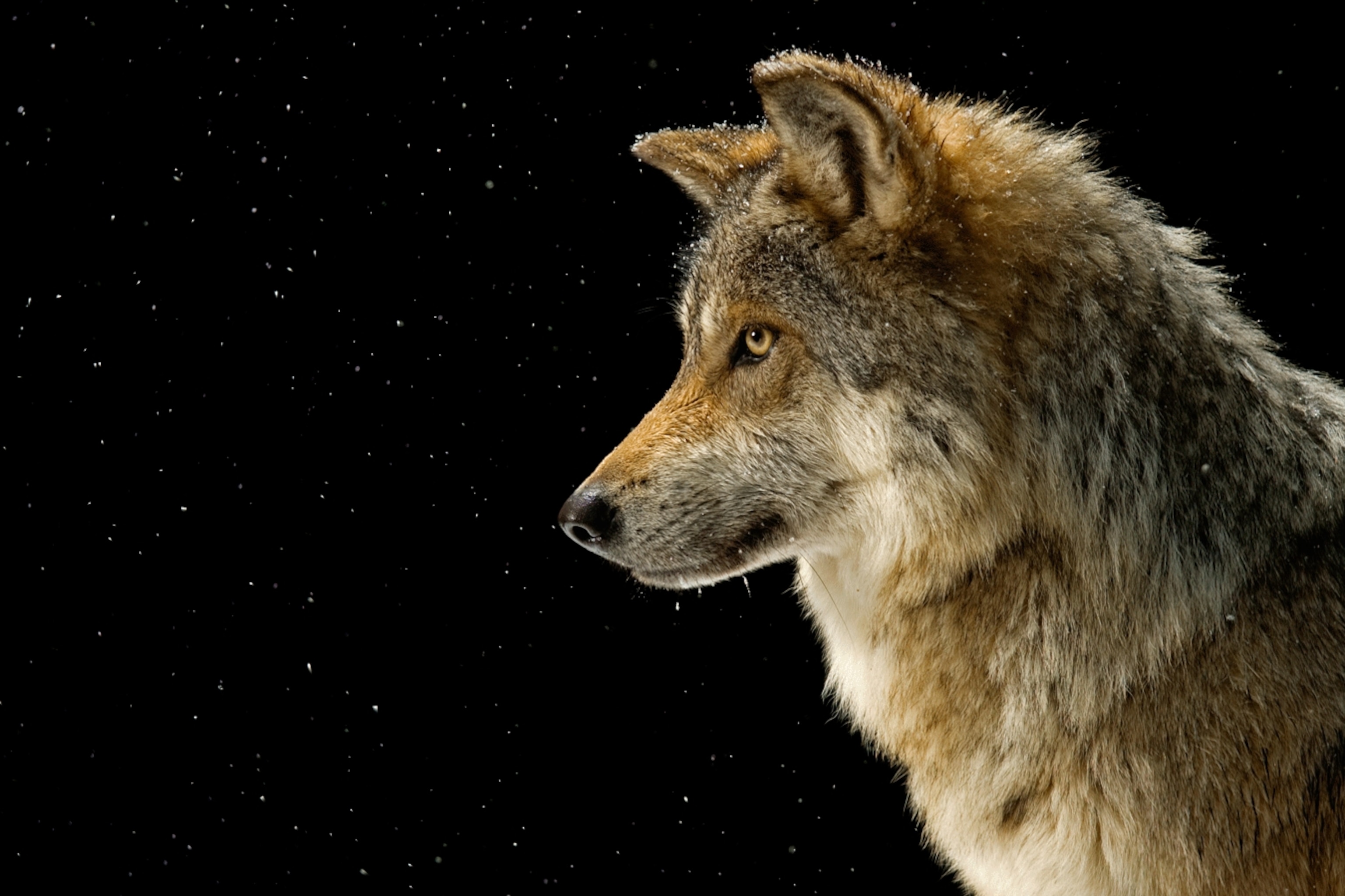 Grey Wolves Wallpapers Wallpaper Cave