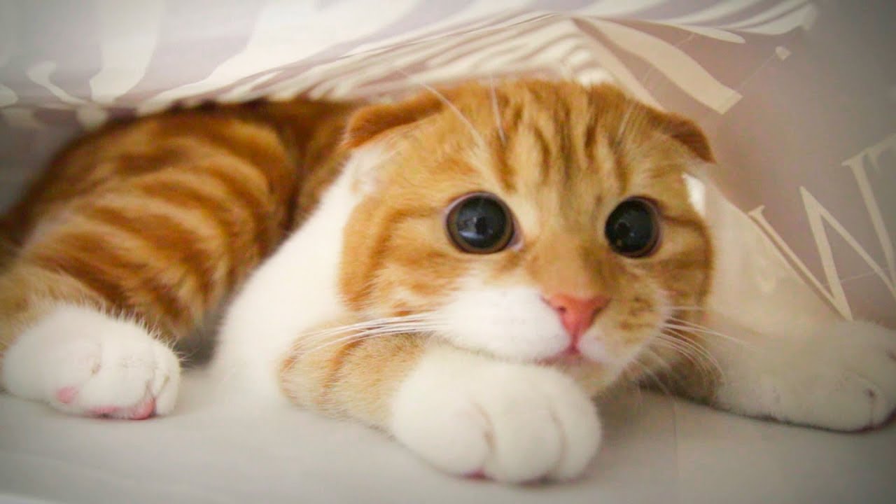 Munchkin Kitten Wallpapers Wallpaper Cave