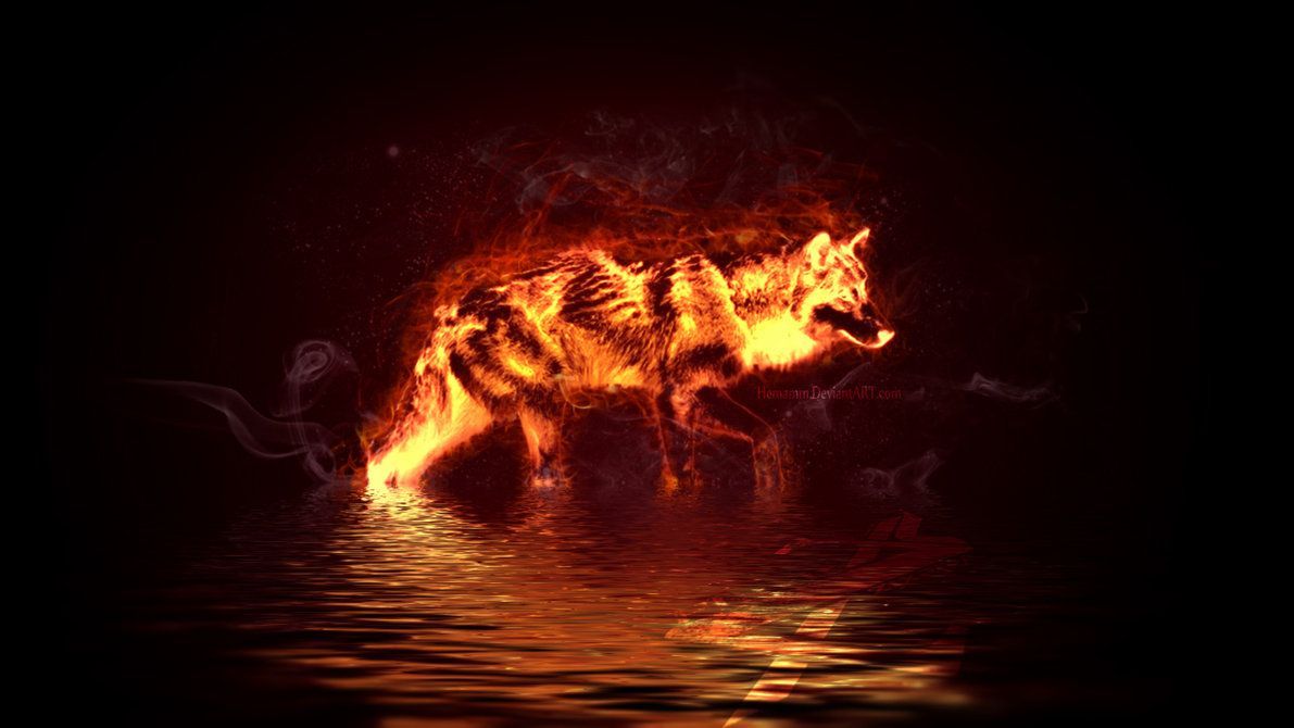 Fire And Water Wolf Wallpapers Wallpaper Cave