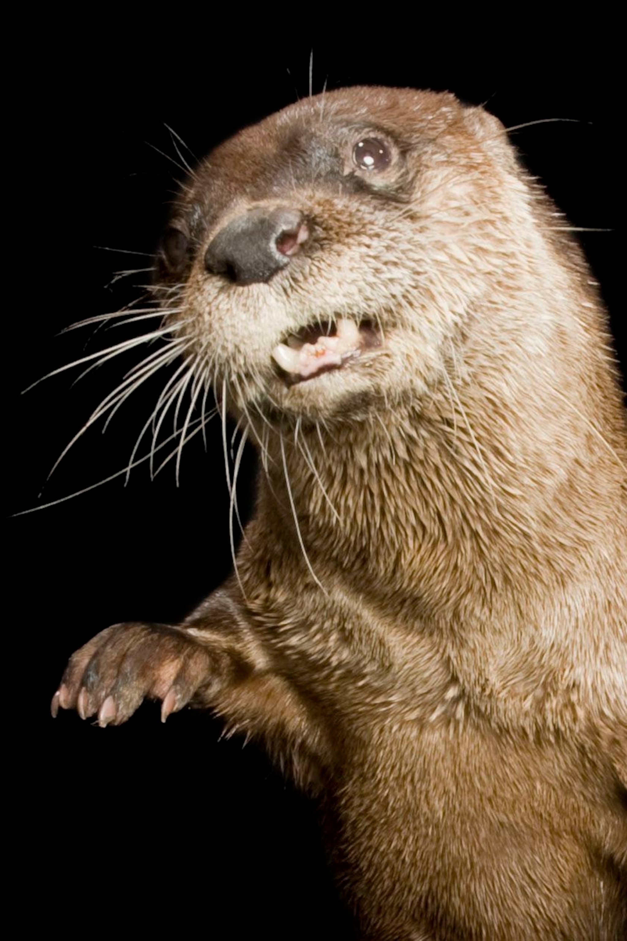 River Otter Wallpapers Wallpaper Cave