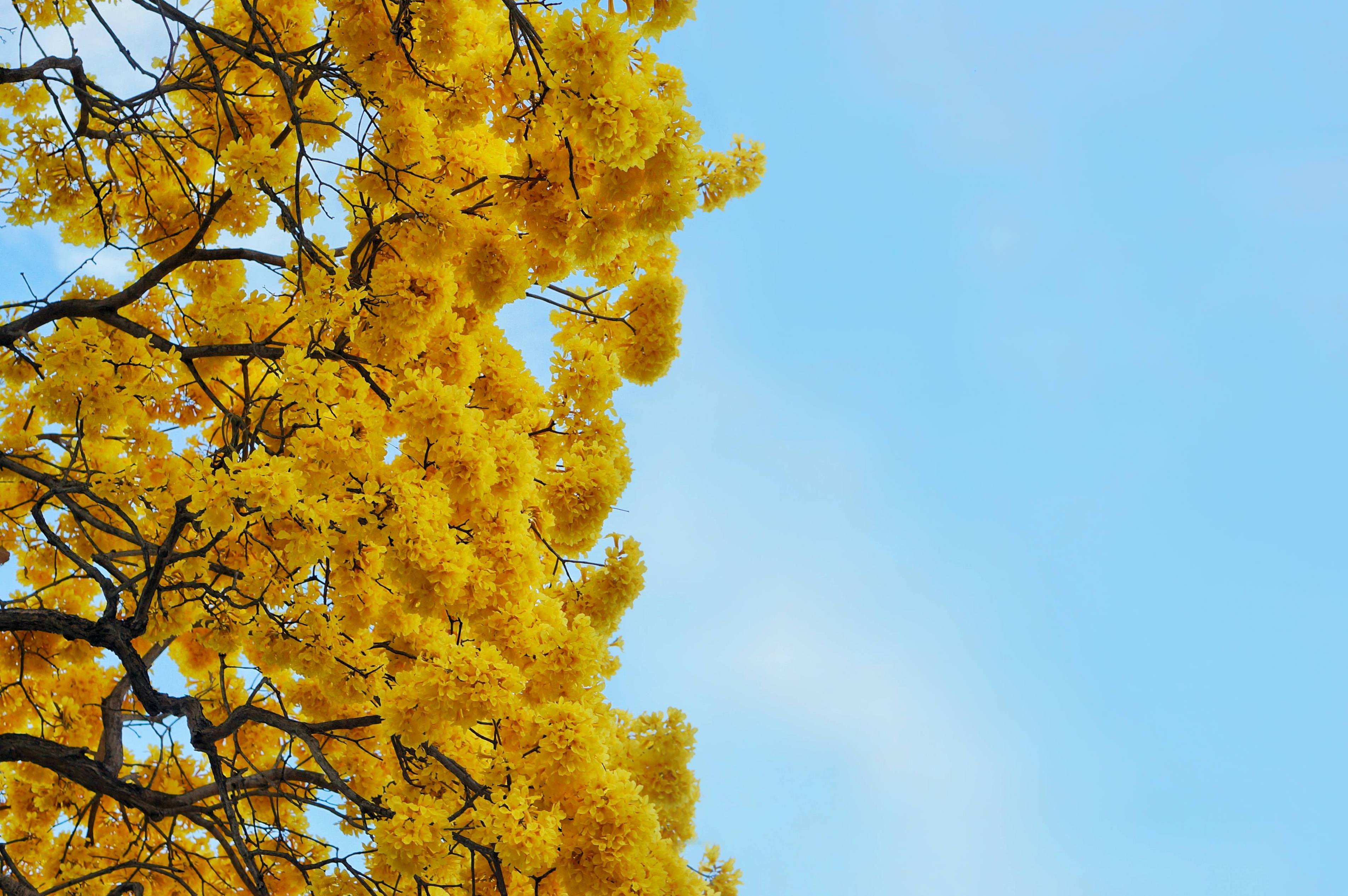 Yellow Spring Aesthetic Wallpapers Wallpaper Cave