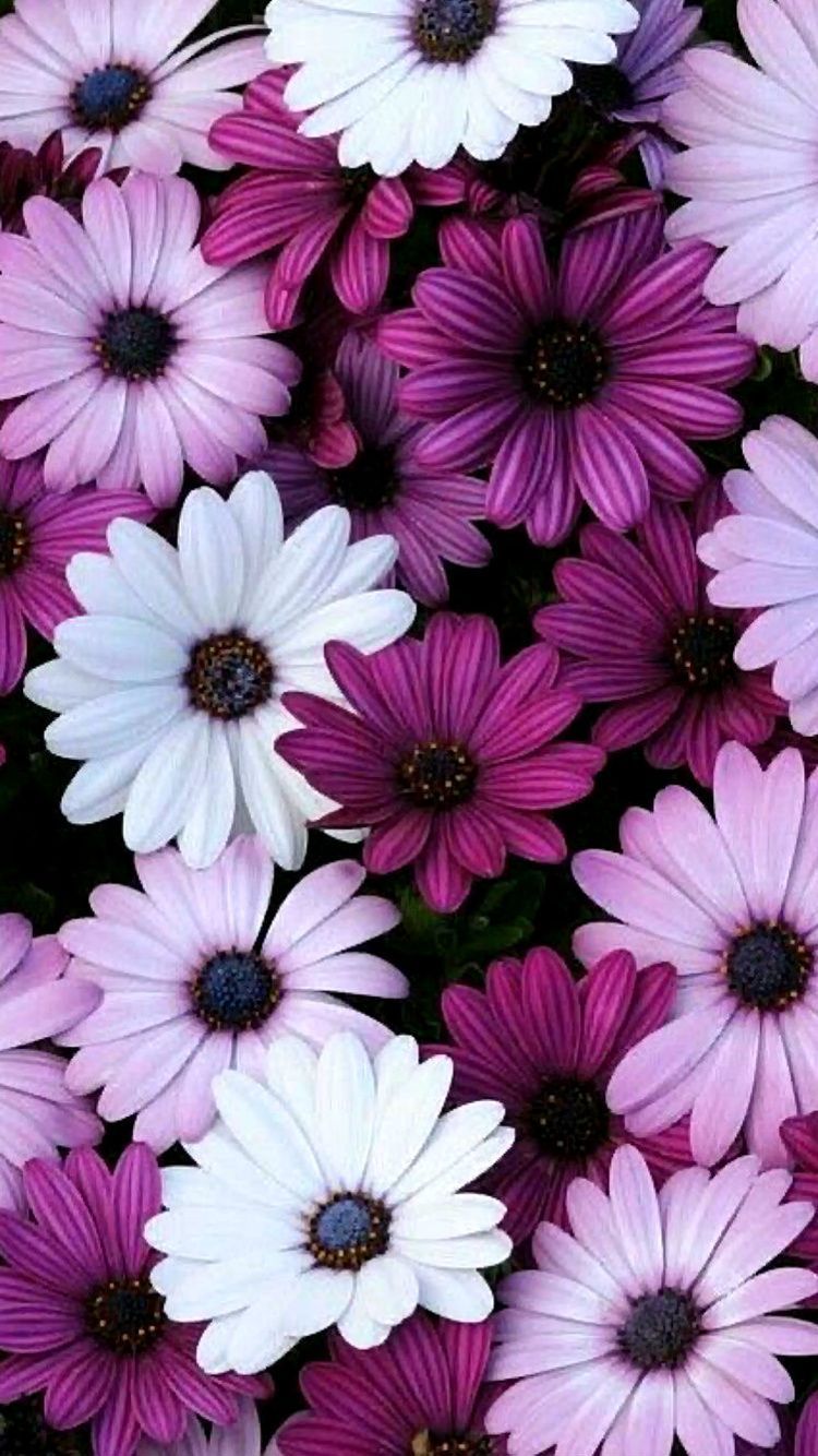Aesthetic Flowers Purple Wallpapers Wallpaper Cave